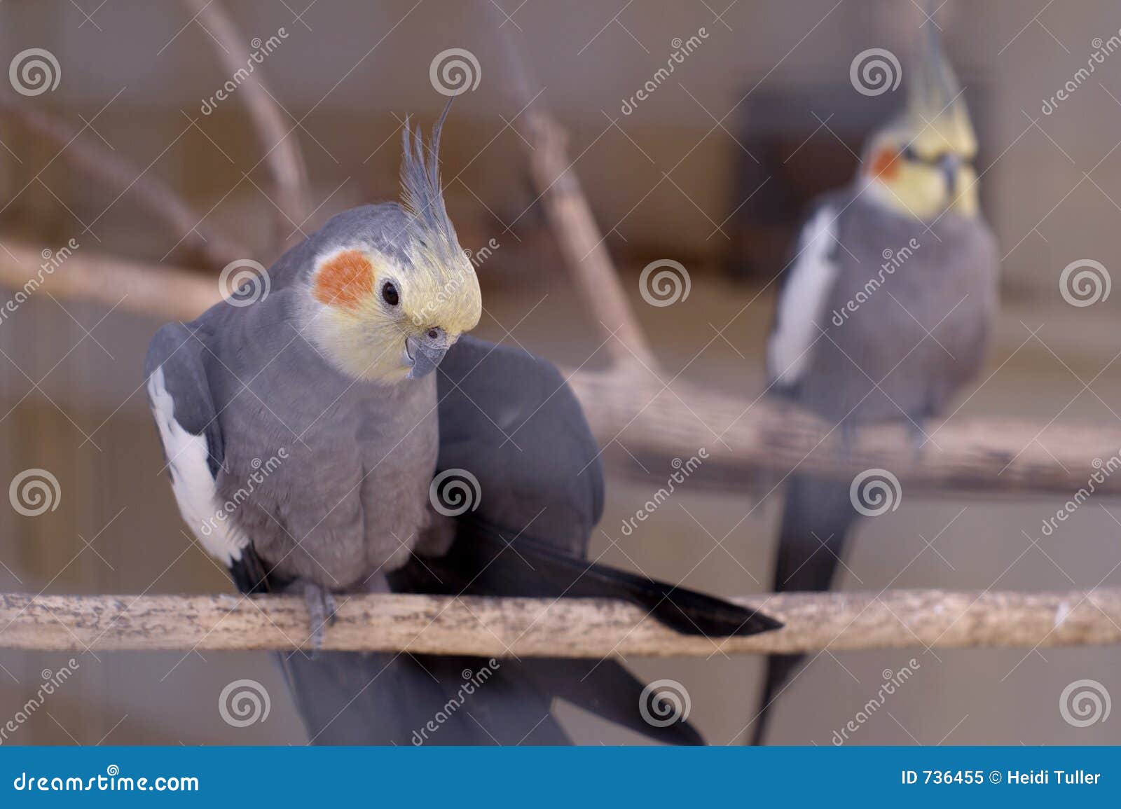 Cockatiel. Tonend hoe mooi hij is