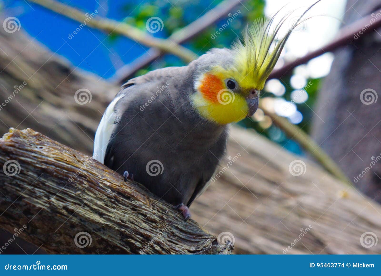 Cockatiel Avec Lamarela Rouge De Calopsita De Correction De