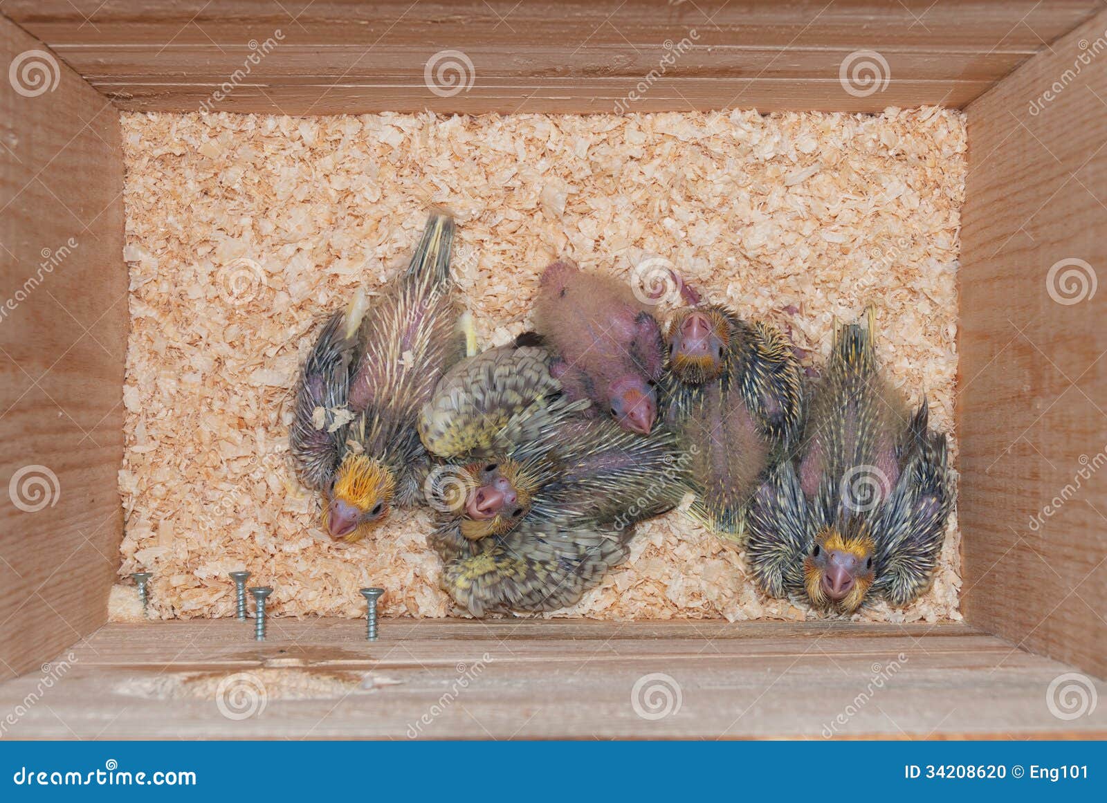Cockatiel babies stock photo. Image of cockatiel, nest 34208620
