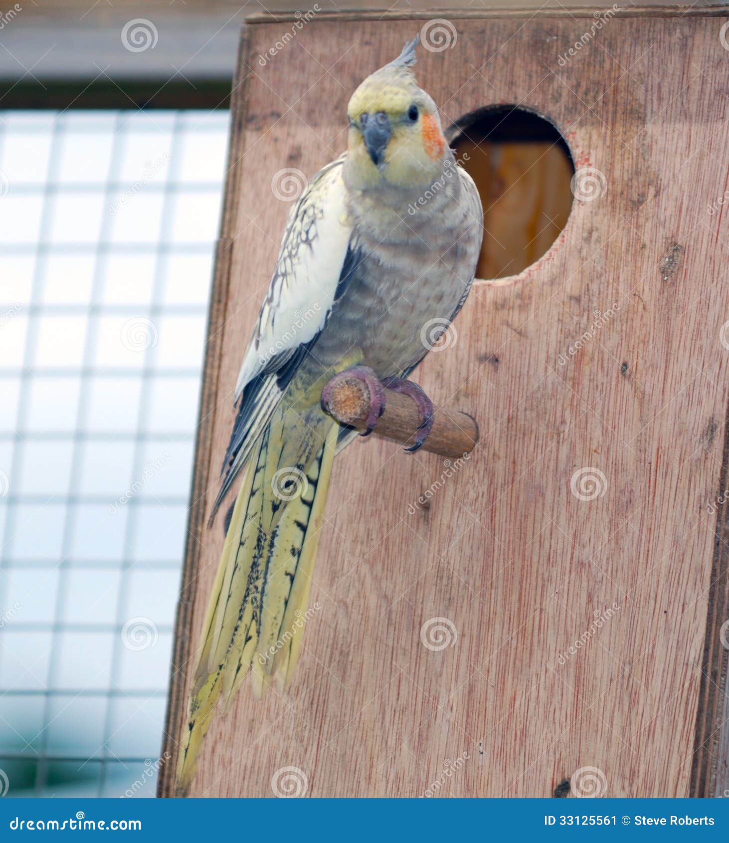 Cockatiel bird on perch stock image. Image of wooden 33125561