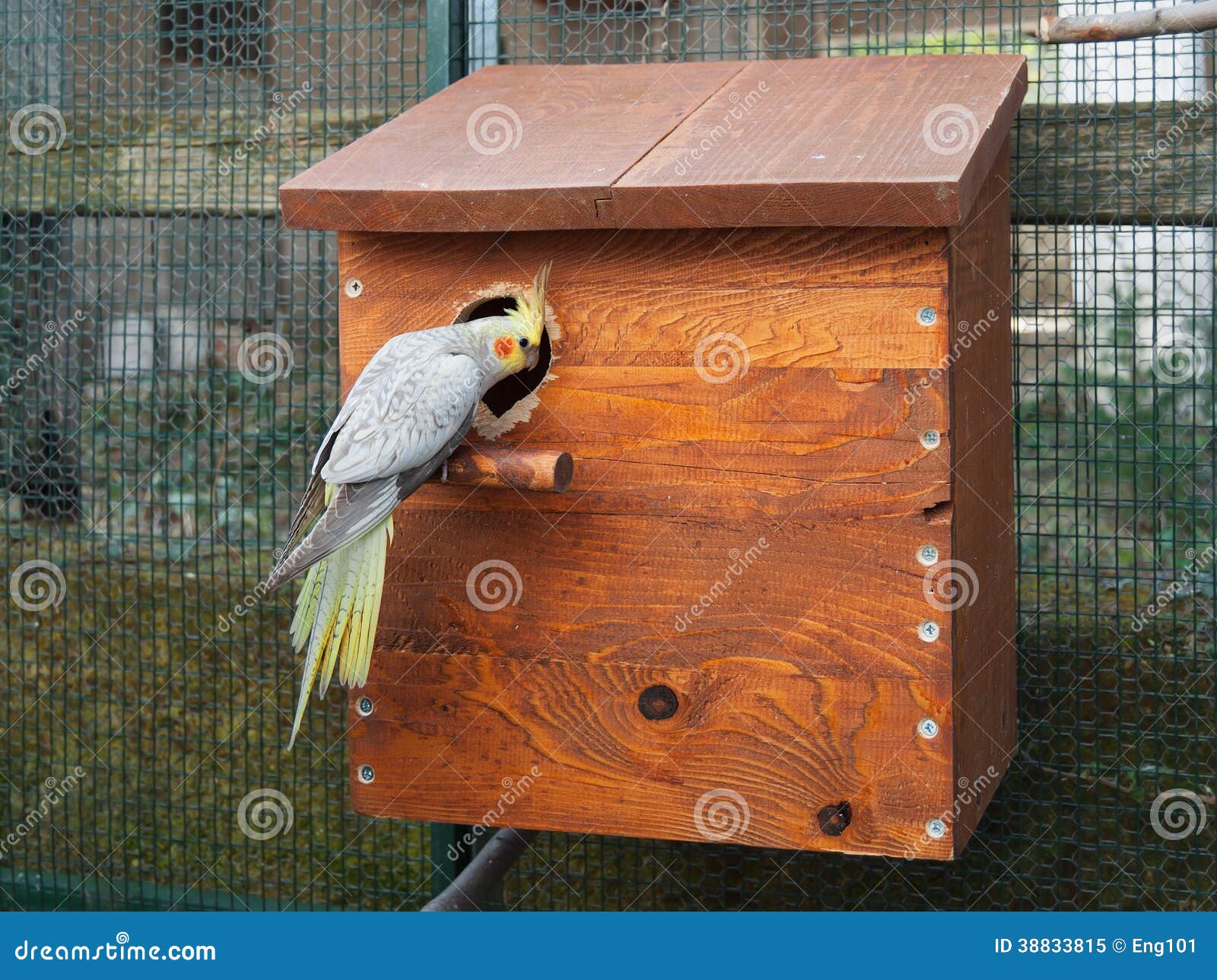 Cockatiel Female and Nest Box Stock Image Image of bird, entrance 38833815