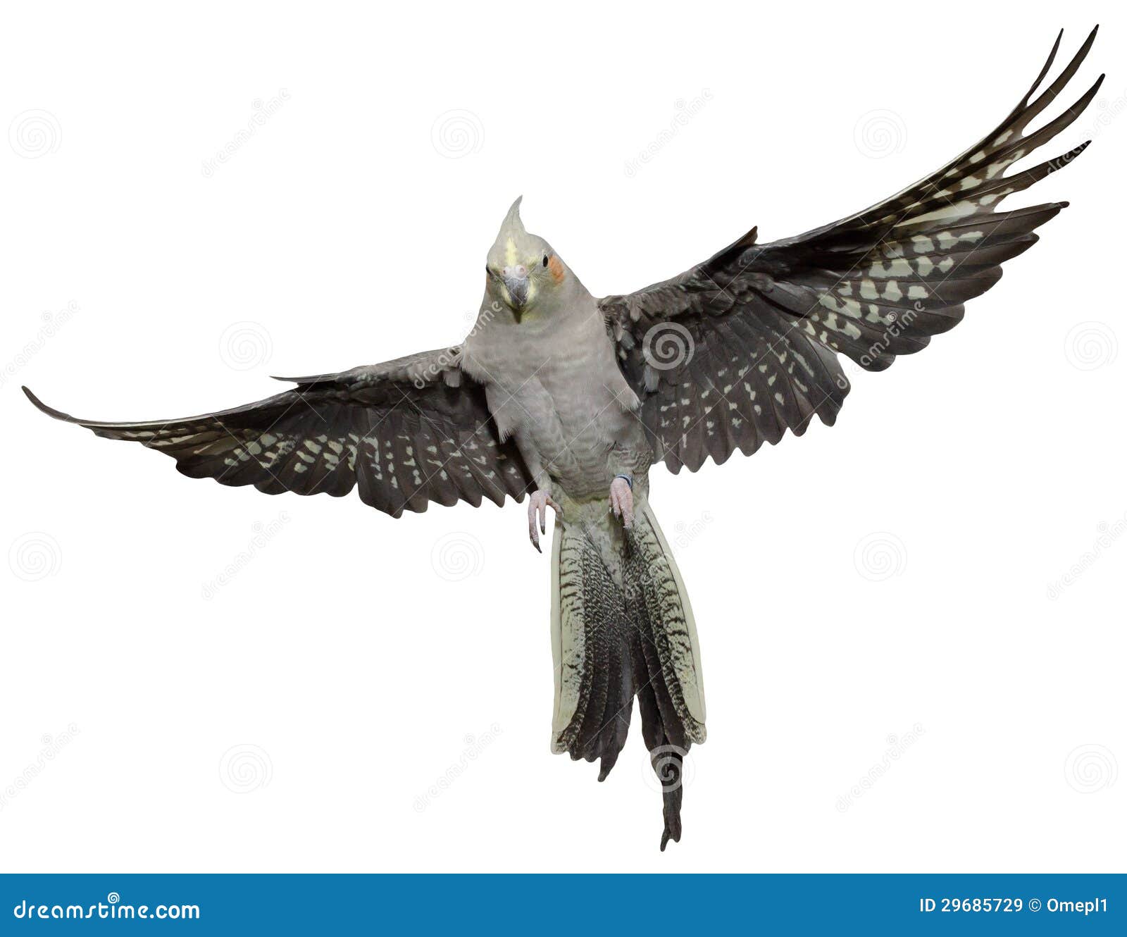 Cockatiel Flying stock image. Image of female, isolated 29685729
