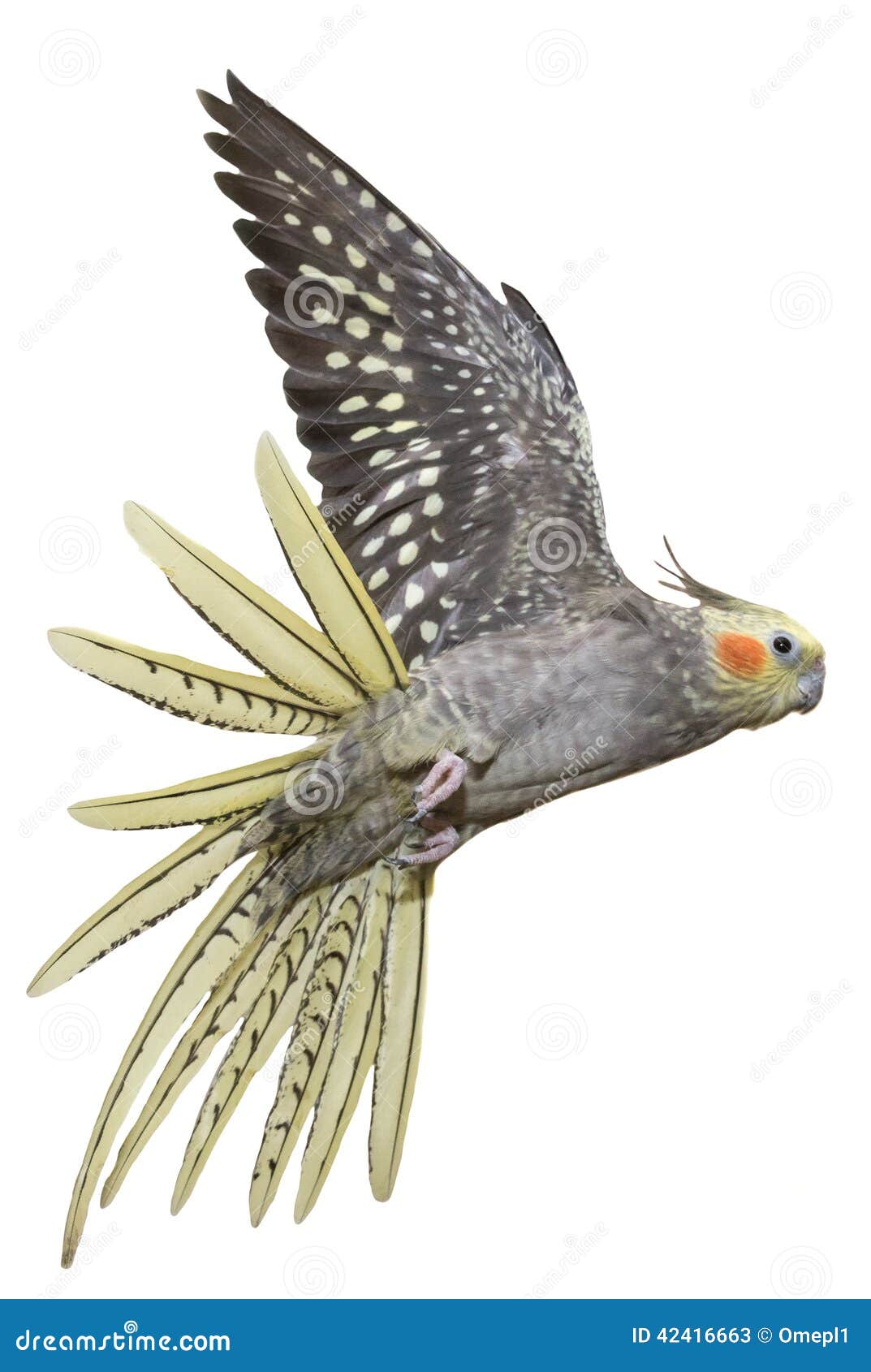Cockatiel Flying Stock Photo Image 42416663