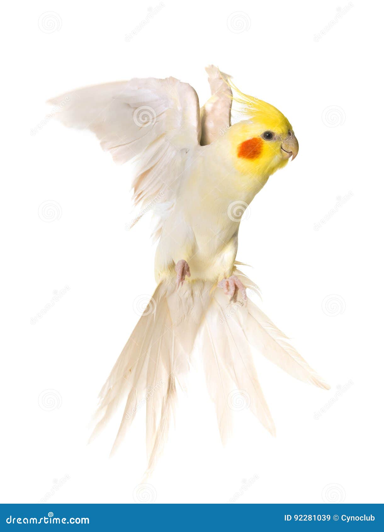 Cockatiel flying in studio stock image. Image of white 92281039