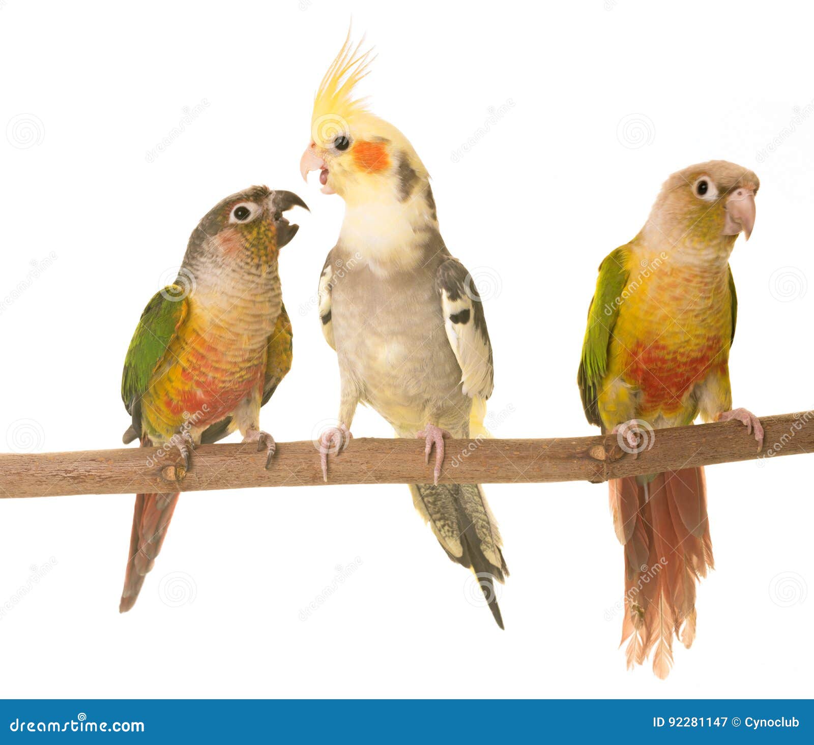 Cockatiel and Greencheeked Parakeet Stock Image Image of conflict
