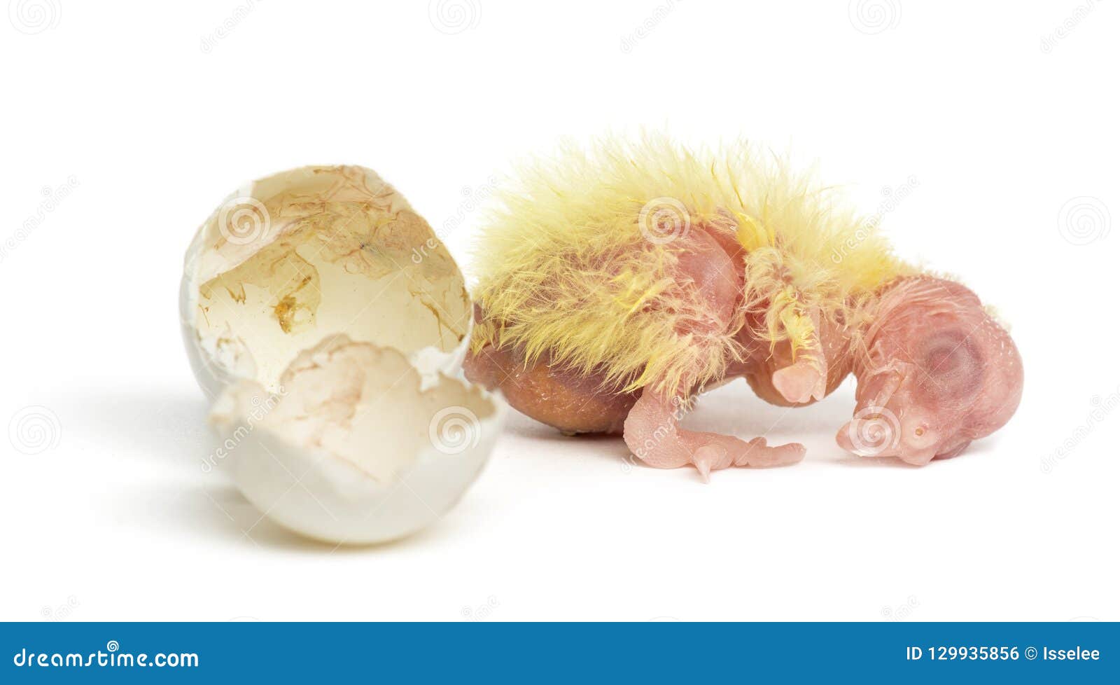 Cockatiel Next To the Egg from Which he Hatched Out Stock Photo Image