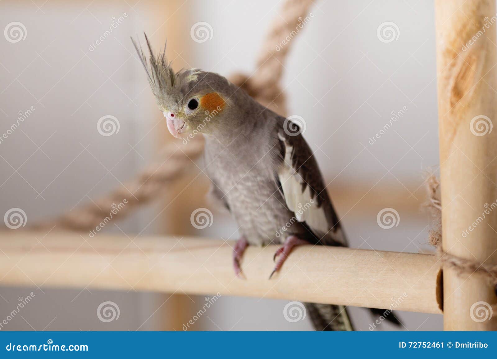 Cockatiel stock image. Image of exotic, creature, closeup 72752461
