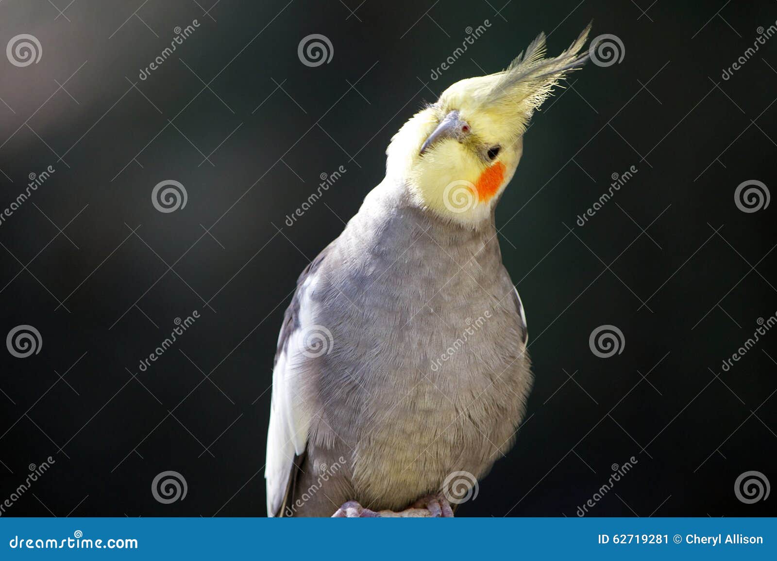 Cockatiel Tilting Head stock image. Image of cage, feathers 62719281