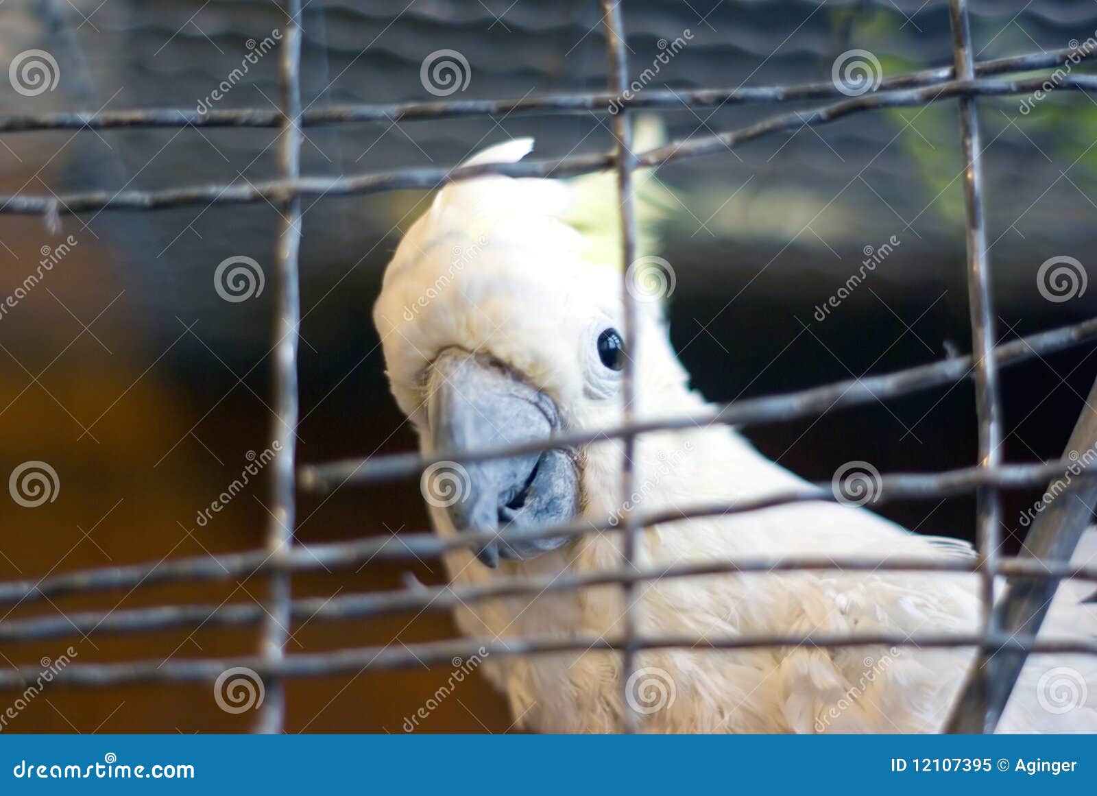 Cockatoo in cage stock image. Image of family, aves, galerita 12107395