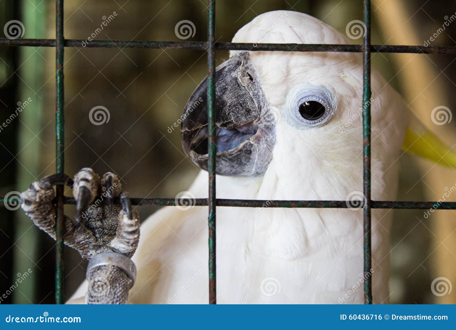 Cockatoo in a Cage. Philippines Stock Photo Image of beak, freedom