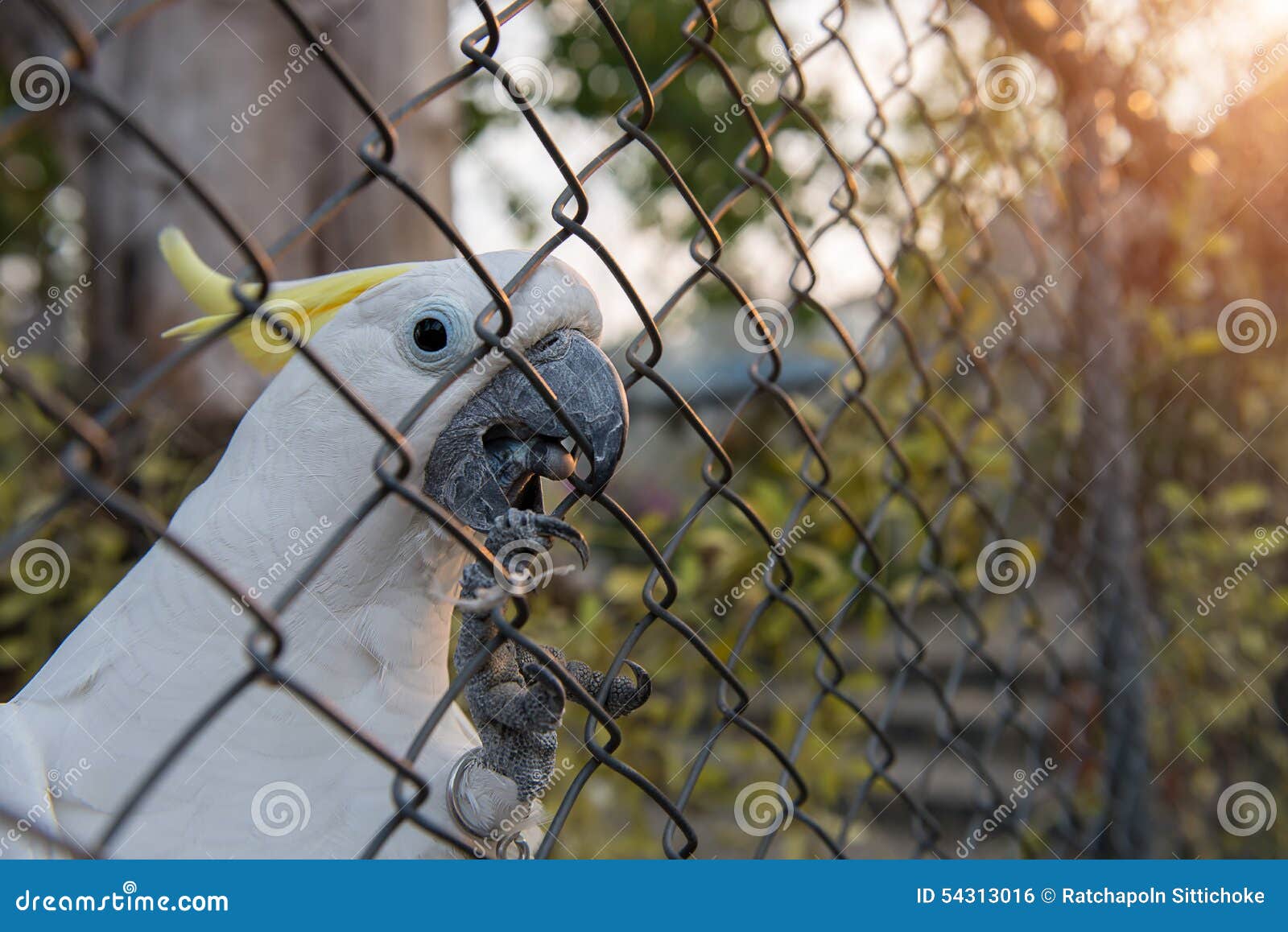Cockatoo stock photo. Image of exotic, cage, cockatoo 54313016