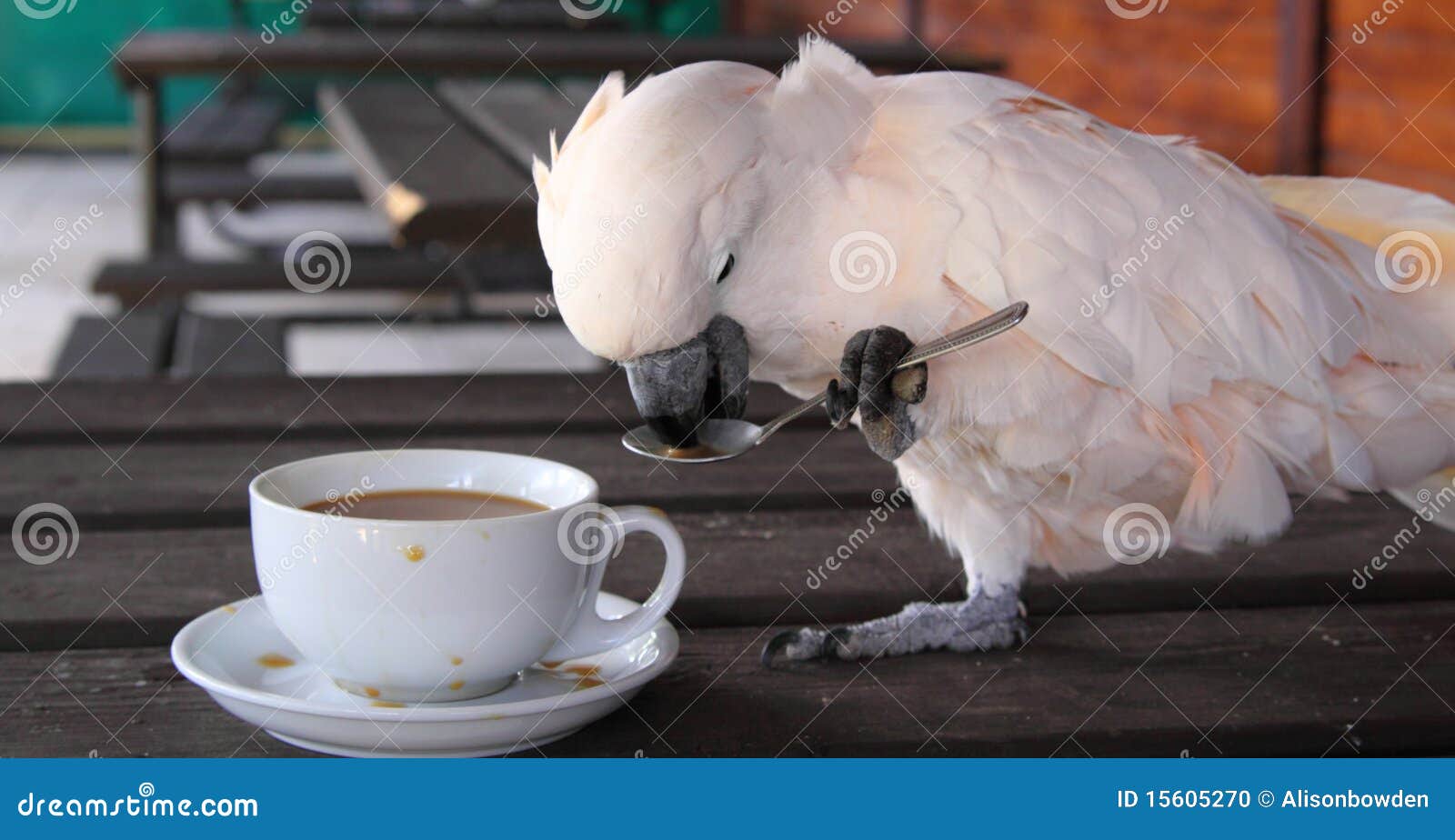 Cockatoo with a Cup of Coffee Stock Photo Image of amusing, bird