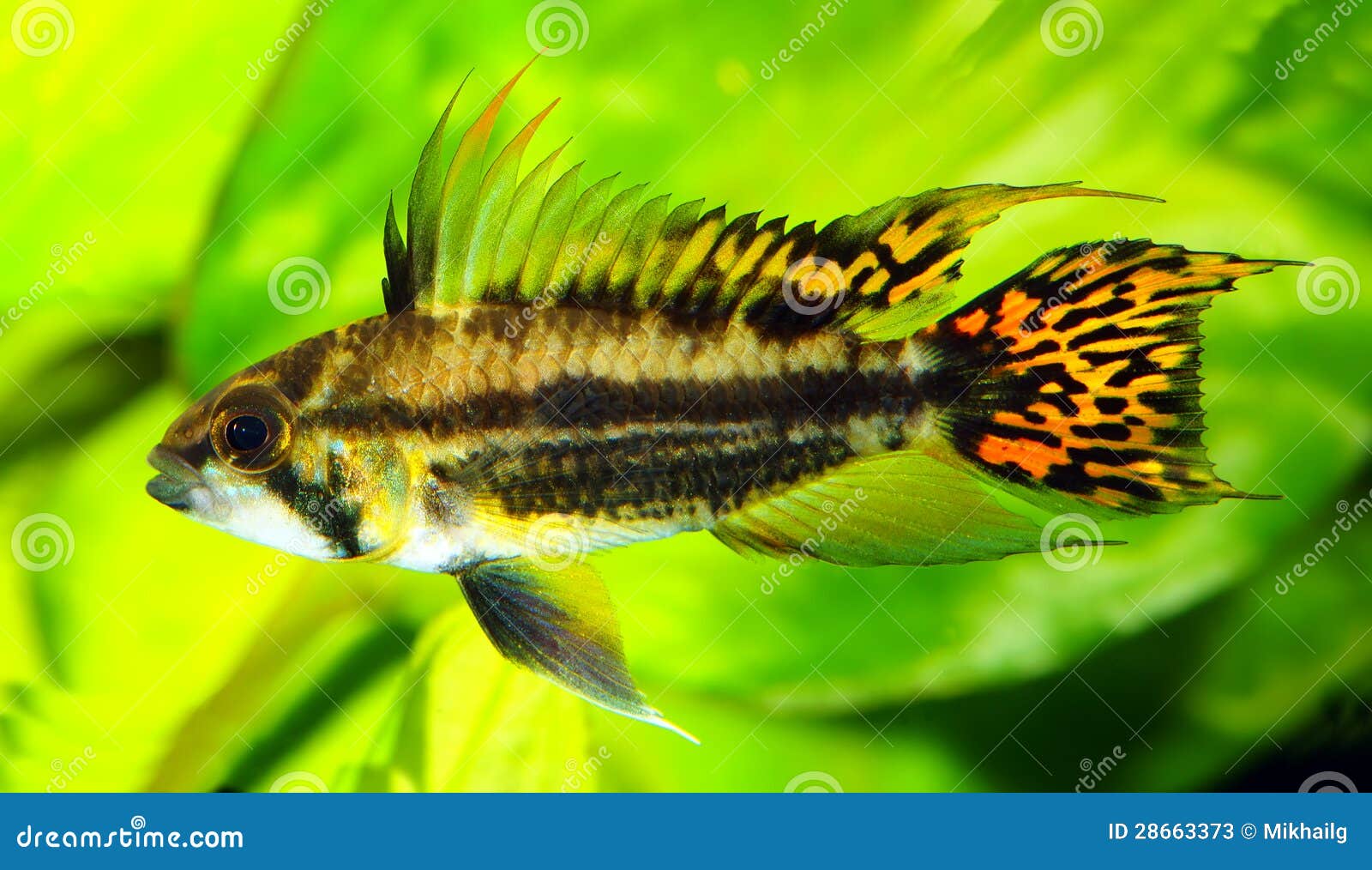 cockatoo cichlid cockatoo cichlid