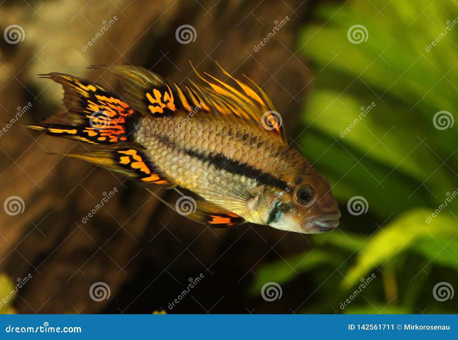 cockatoo cichlid cockatoo cichlid