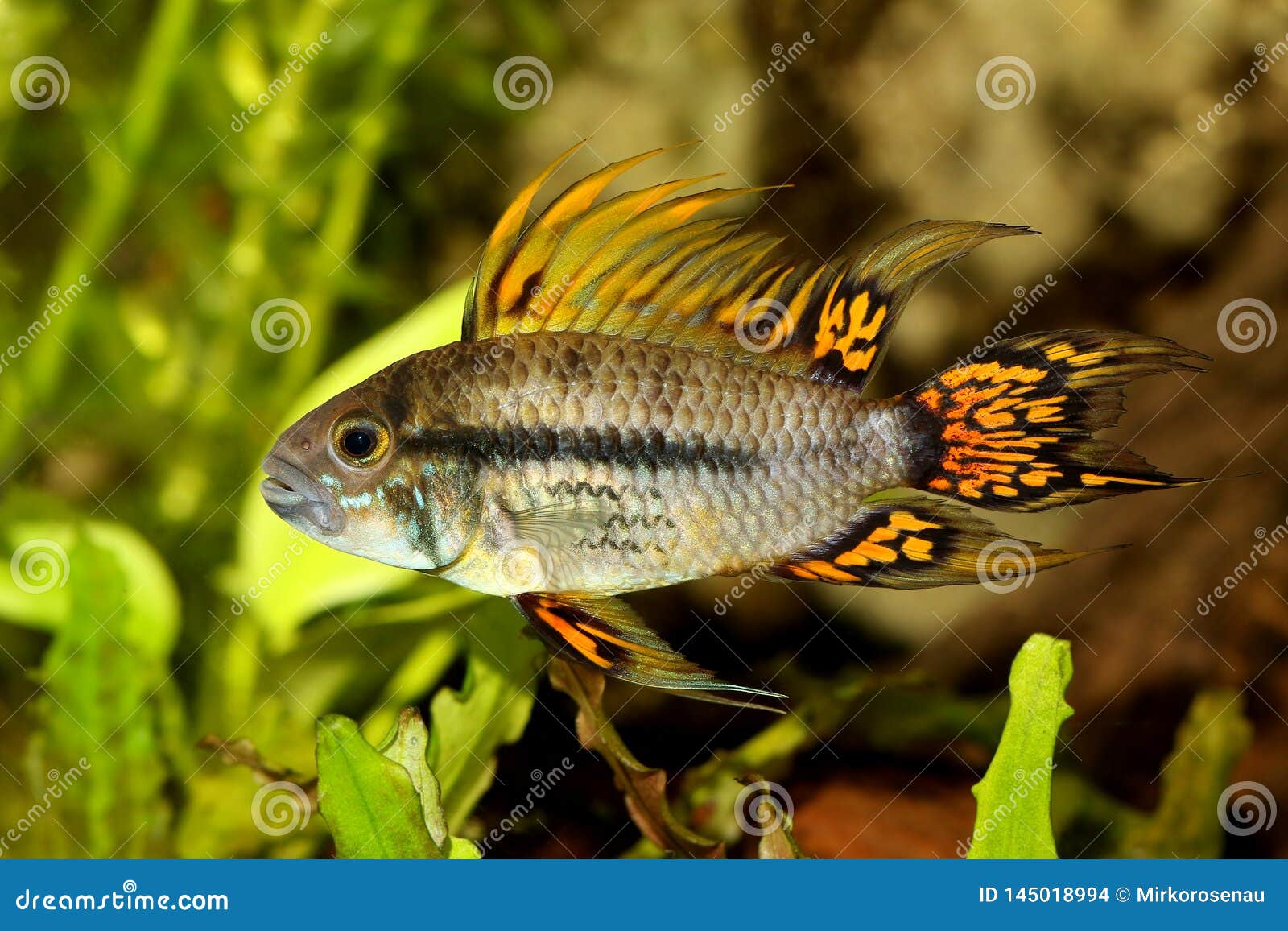 yellow cockatoo cichlid yellow cockatoo cichlid