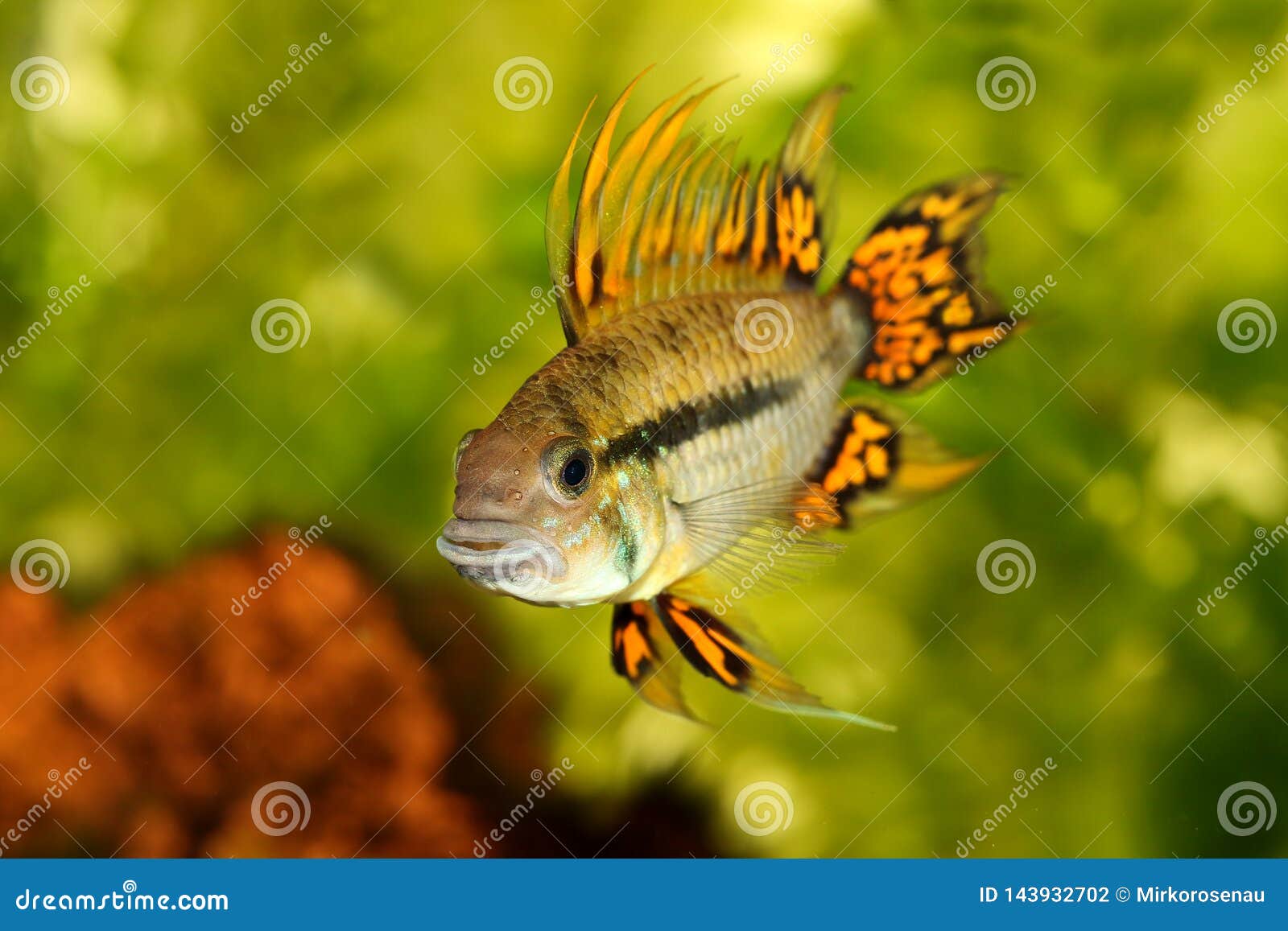 cockatoo cichlid cockatoo cichlid