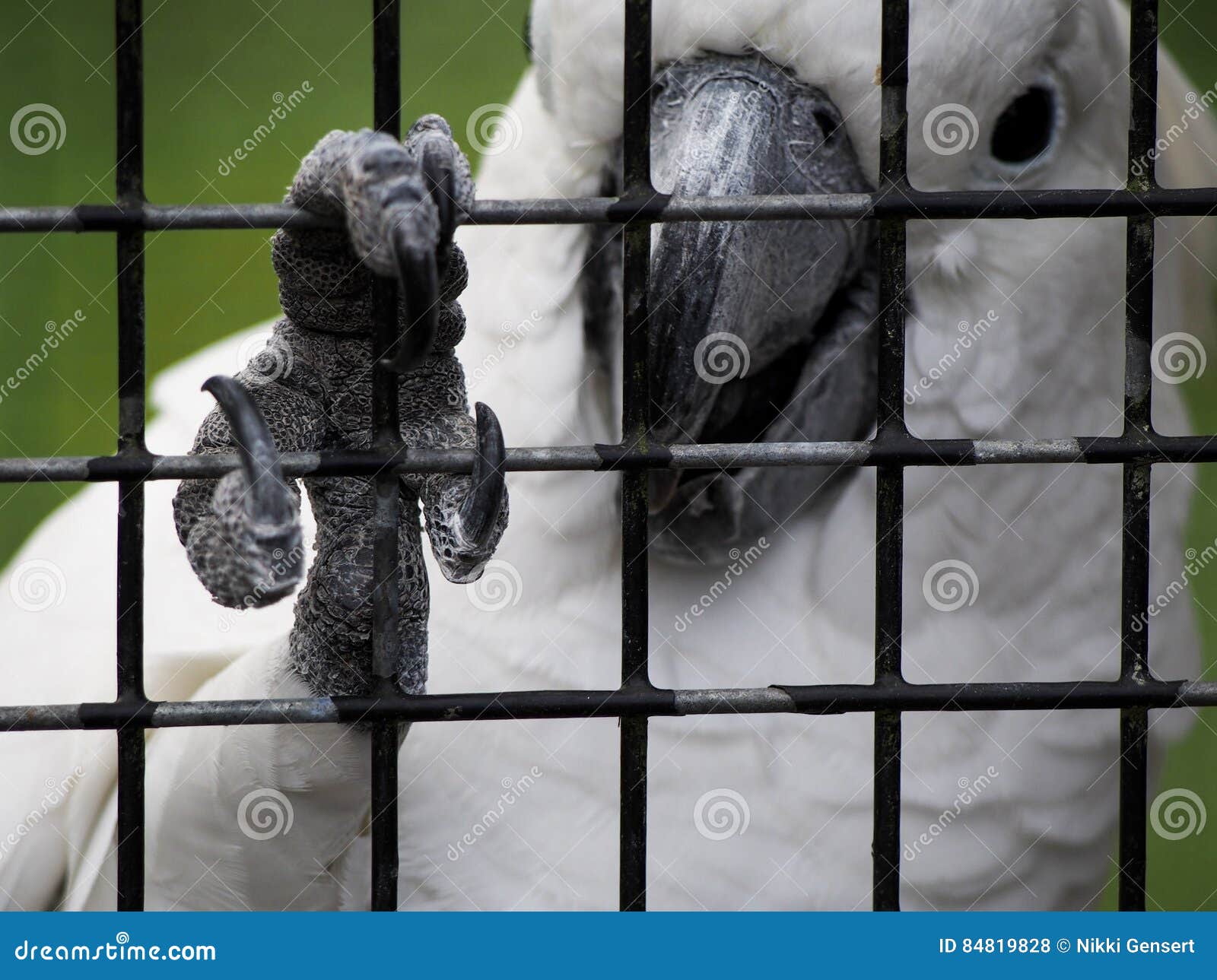 Cockatoo Grips Bars of Cage with Claw Stock Photo Image of animal
