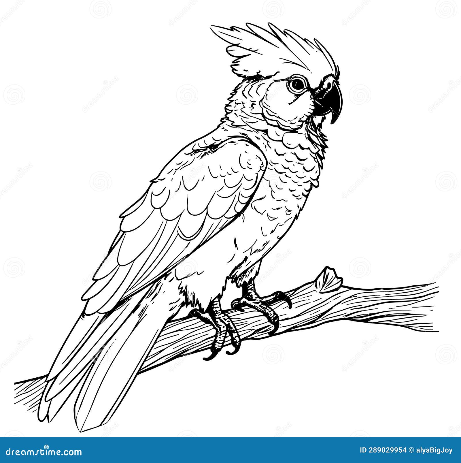Cockatoo Parrot Cartoon Hand Drawn Sketch Vector Illustration Birds ...