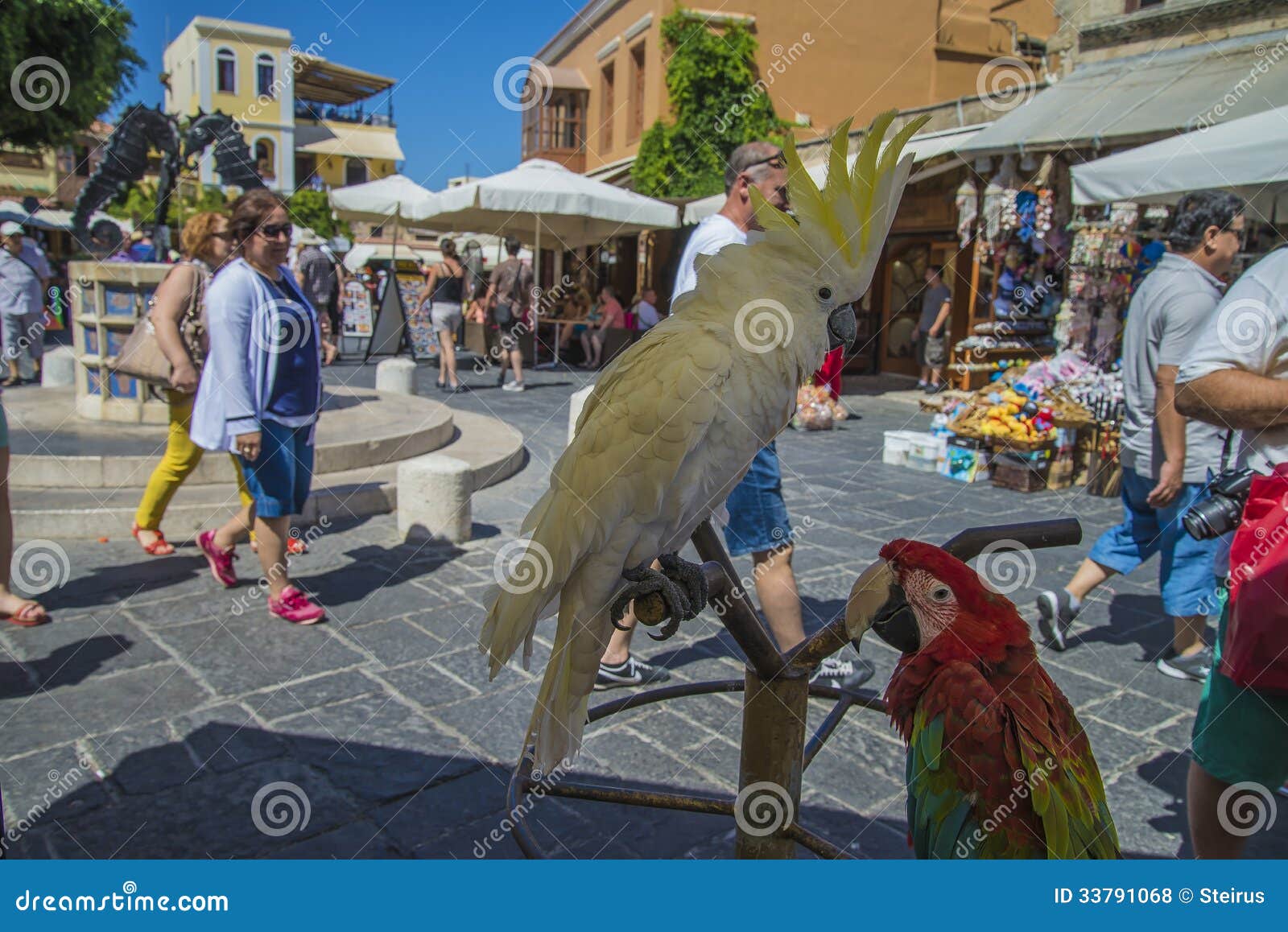 Cockatoo and Parrot in the Town of Rhodes Editorial Stock Photo - Image of cacatua,