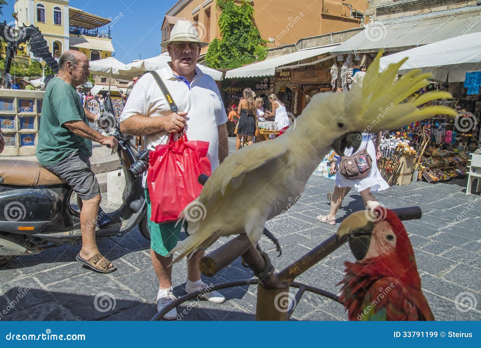 Cockatoo and Parrot in the Old of Rhodes Editorial Stock Image - Image of aramacao, 33791199