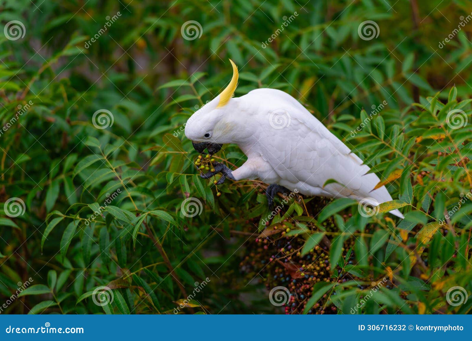 cockatoo parrot sitting on a green tree branch in australia. big white and yellow cockatoo with nature green background