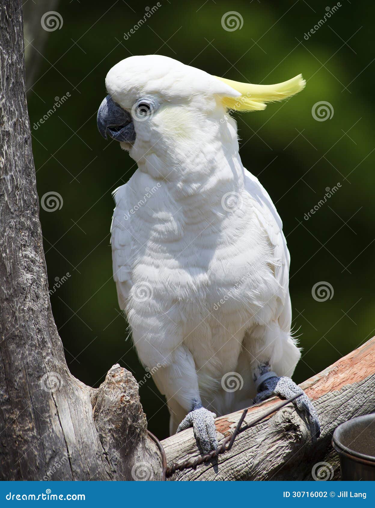Cockatoo Perched stock photo. Image of perched, cockatoos 30716002
