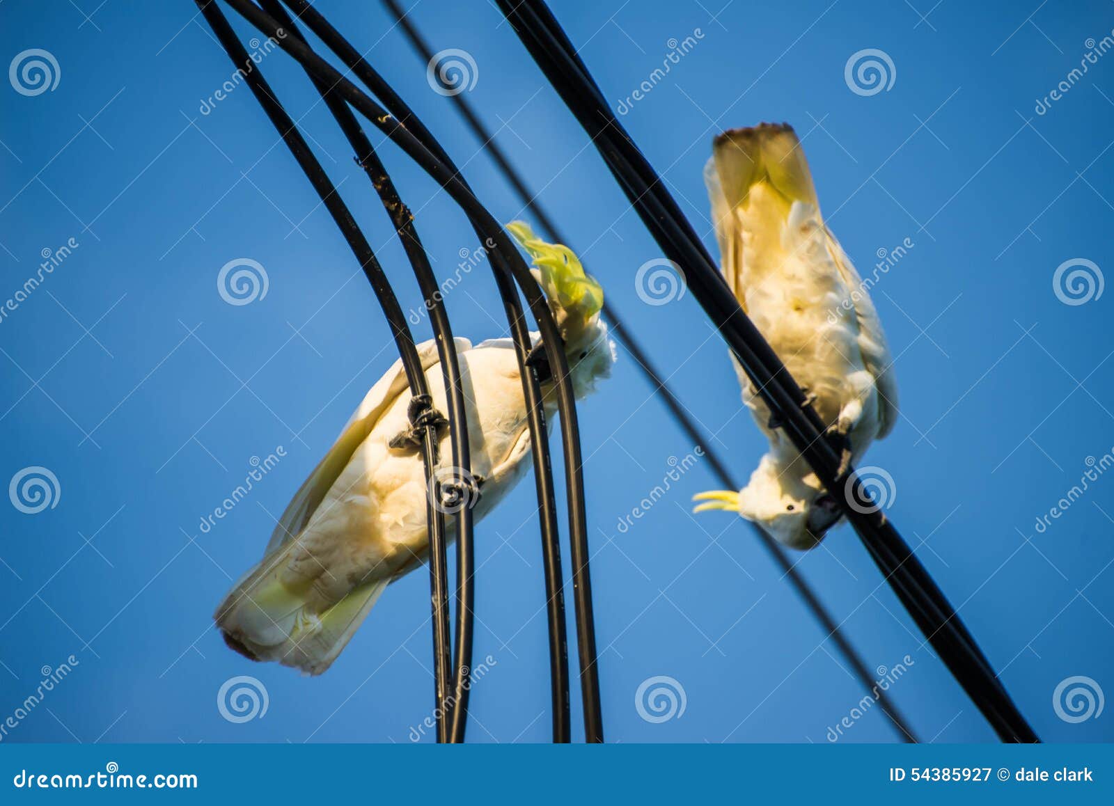 cockatoos chewing on electrical cable