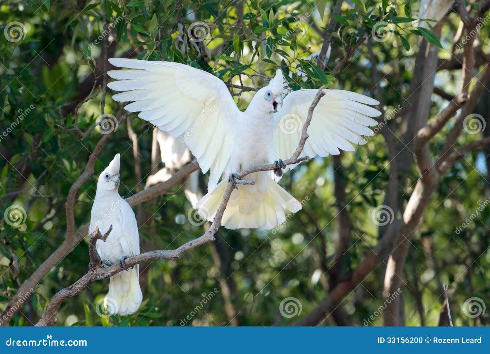 buy white cockatoo buy white cockatoo