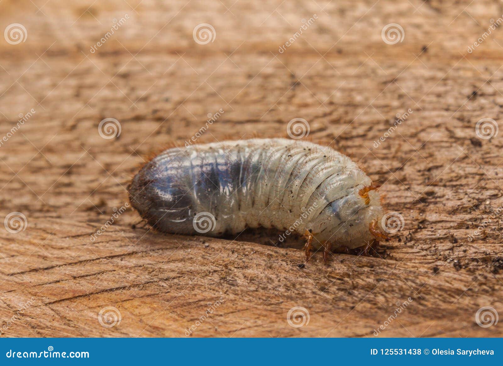 melolontha larva