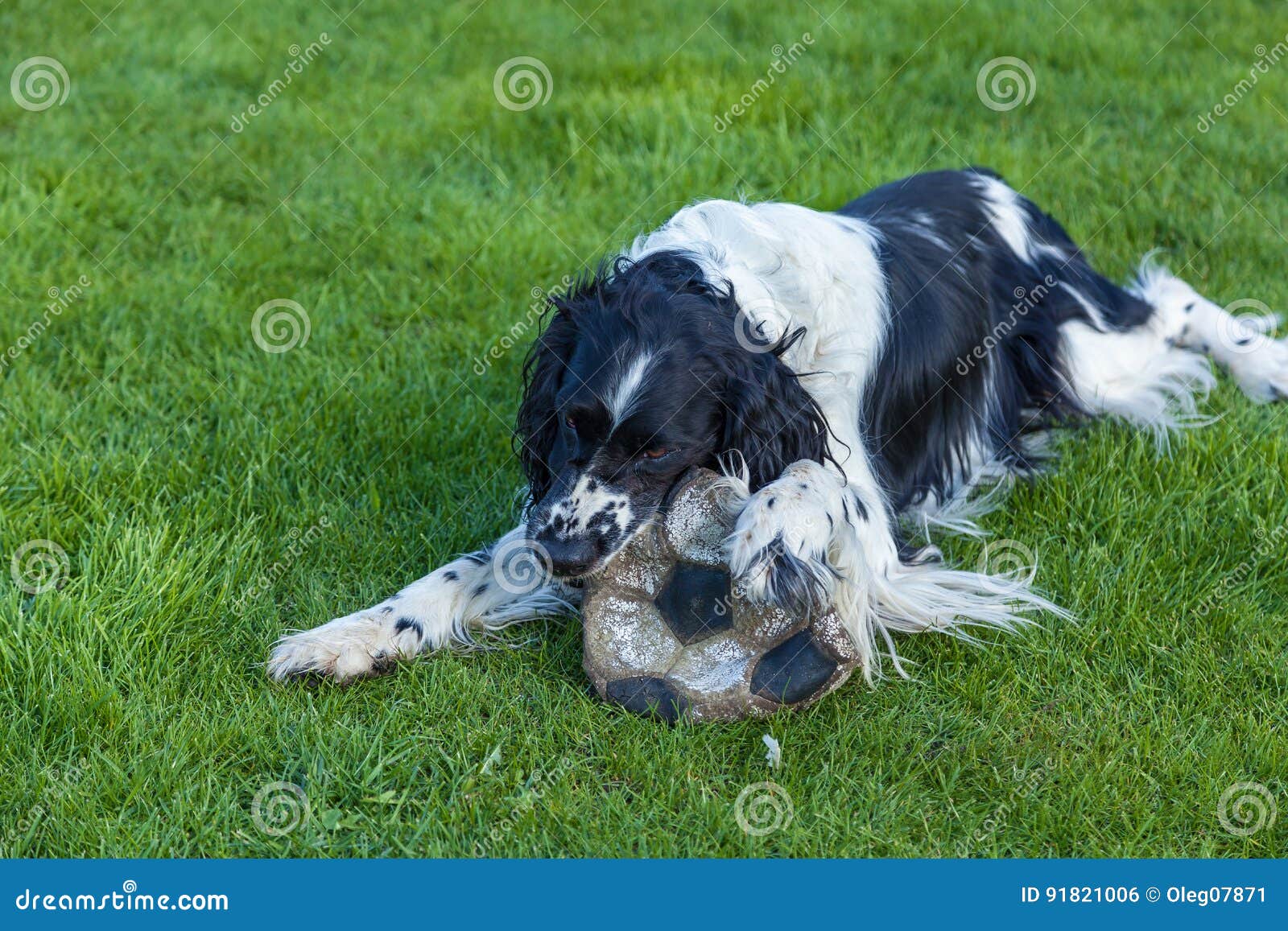 Cocker Blanc Noir Photo Stock Image Du Beau Chasse 91821006