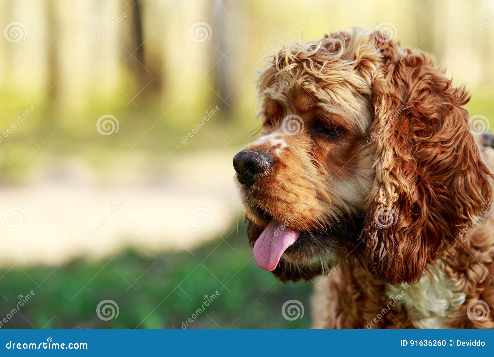 Cocker Daméricain De Race De Chien Photo Stock Image Du