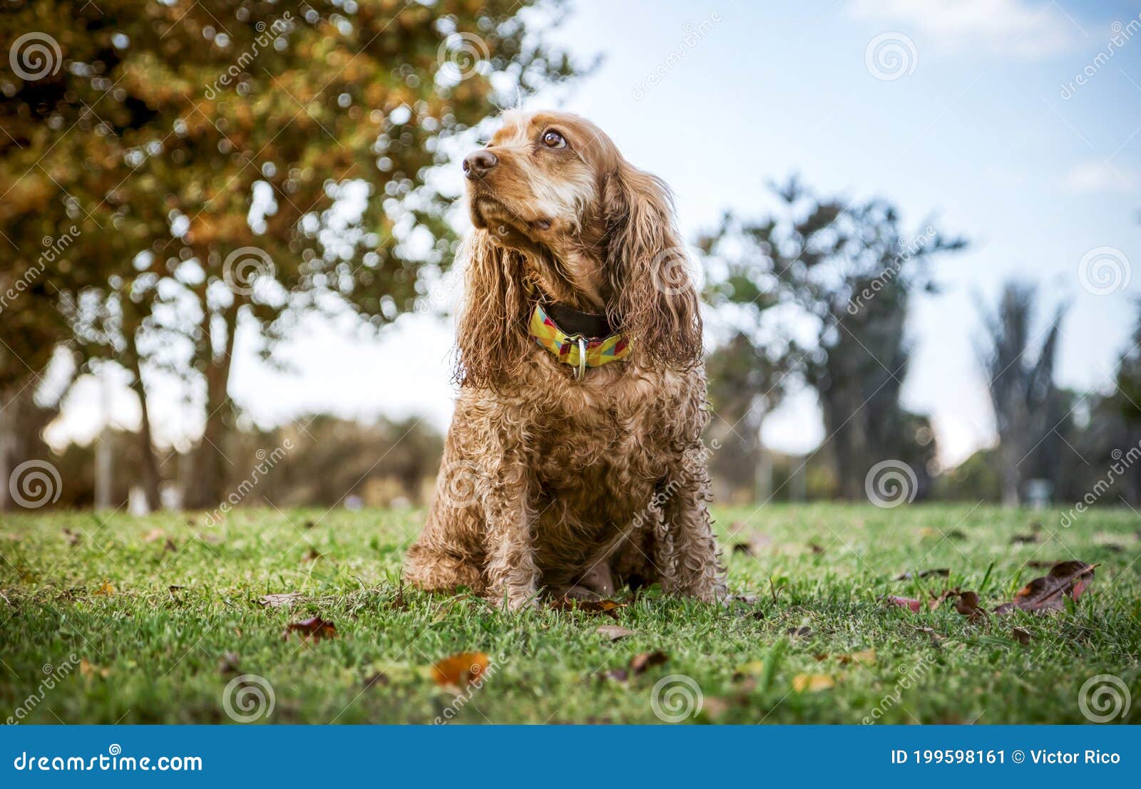 cocker dog sit on the grass looking to the left