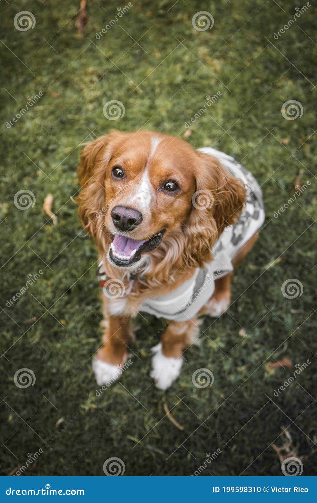 cocker dog siting in the grass