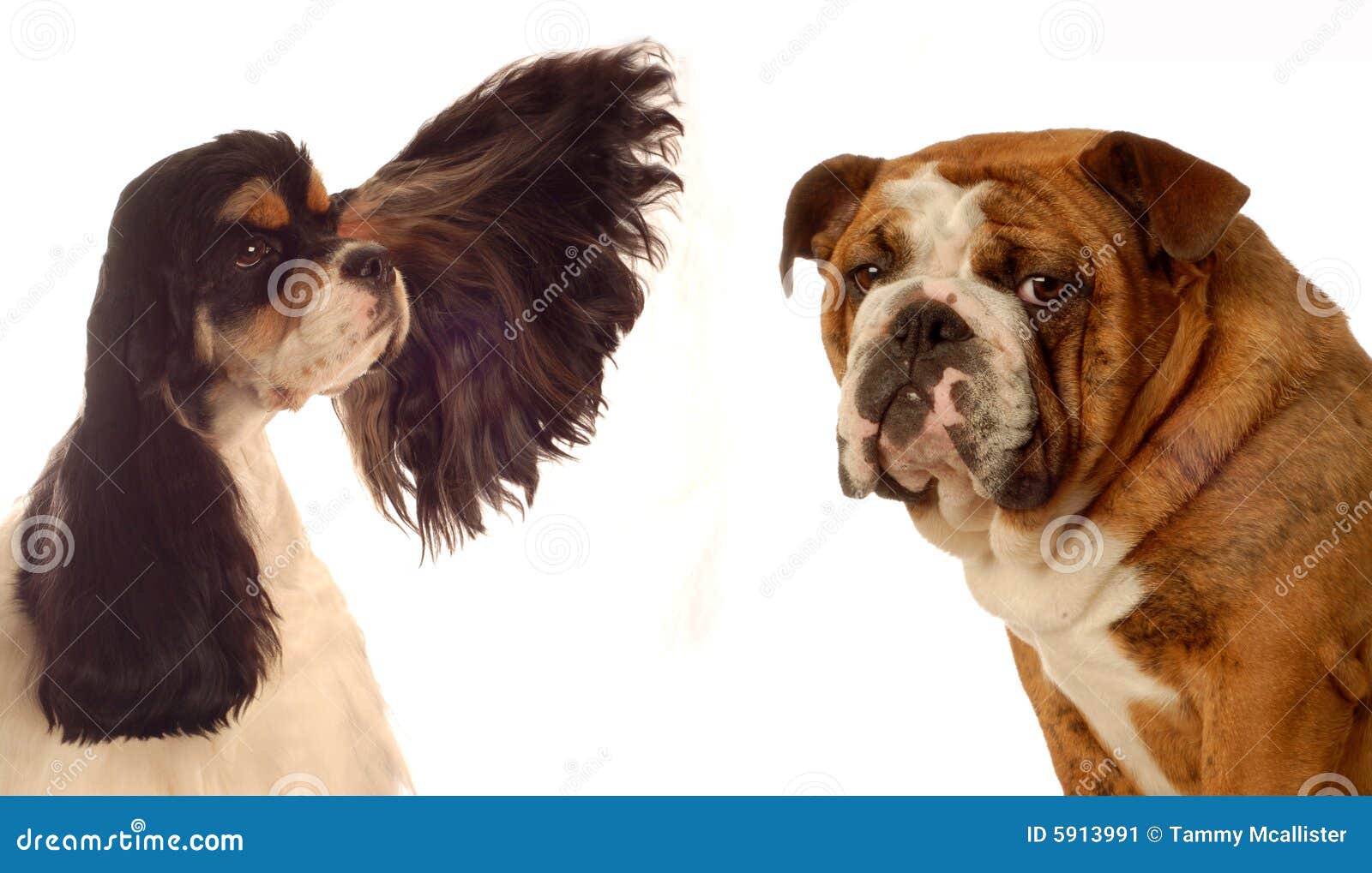 Cocker Spaniel And Bulldog Stock Image Image 5913991