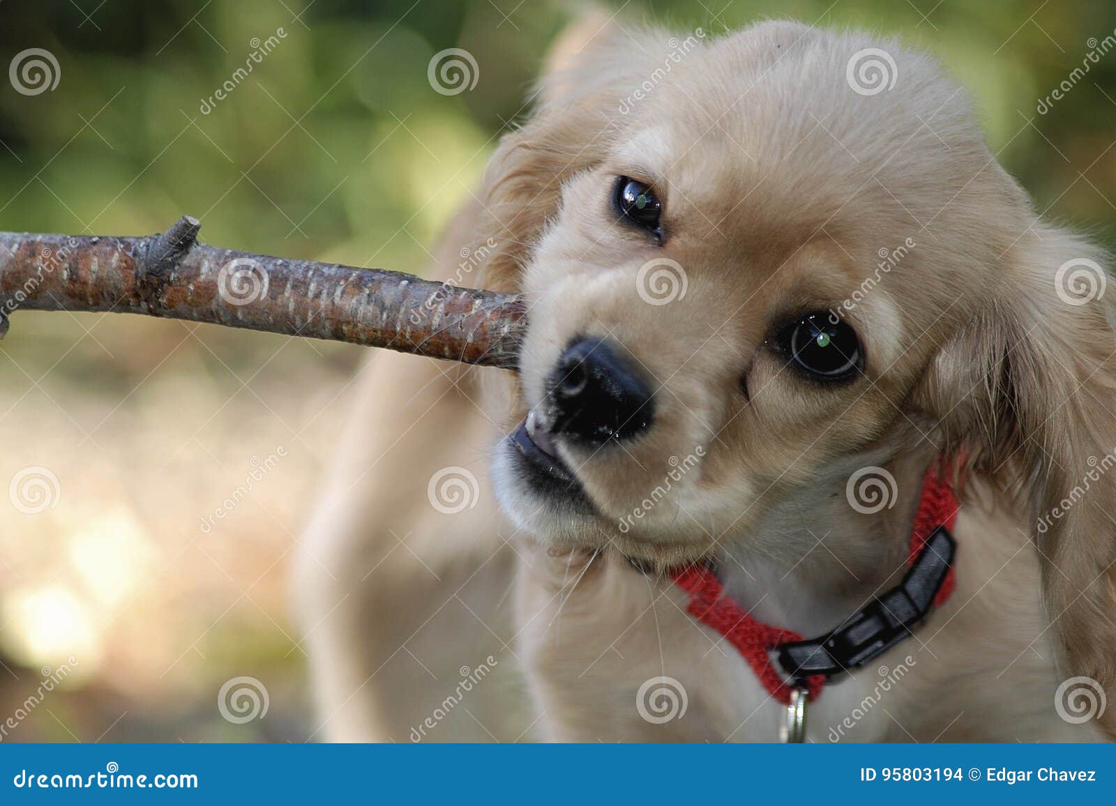Cocker Spaniel Chewing a Branch Stock Photo Image of small, chewing 95803194