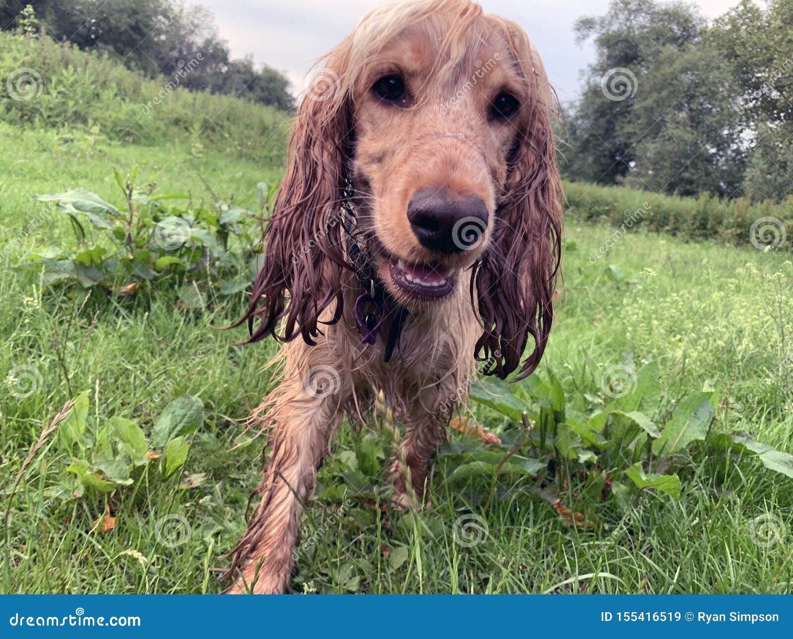 Cocker Spaniel Dog Stood on a Grassy Field Close Up Stock Image Image of angle, ears 155416519