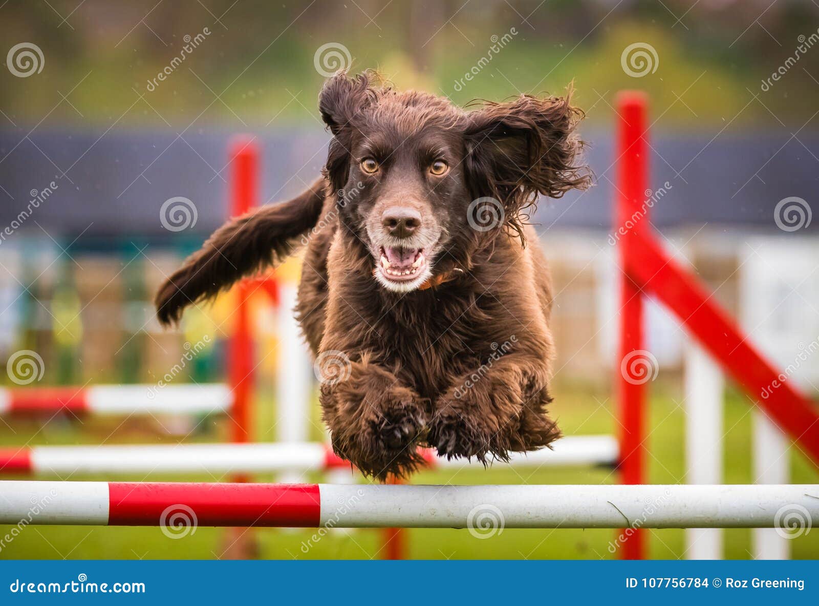 Cocker SpanielHund, Der Beweglichkeit Tut Redaktionelles Stockbild