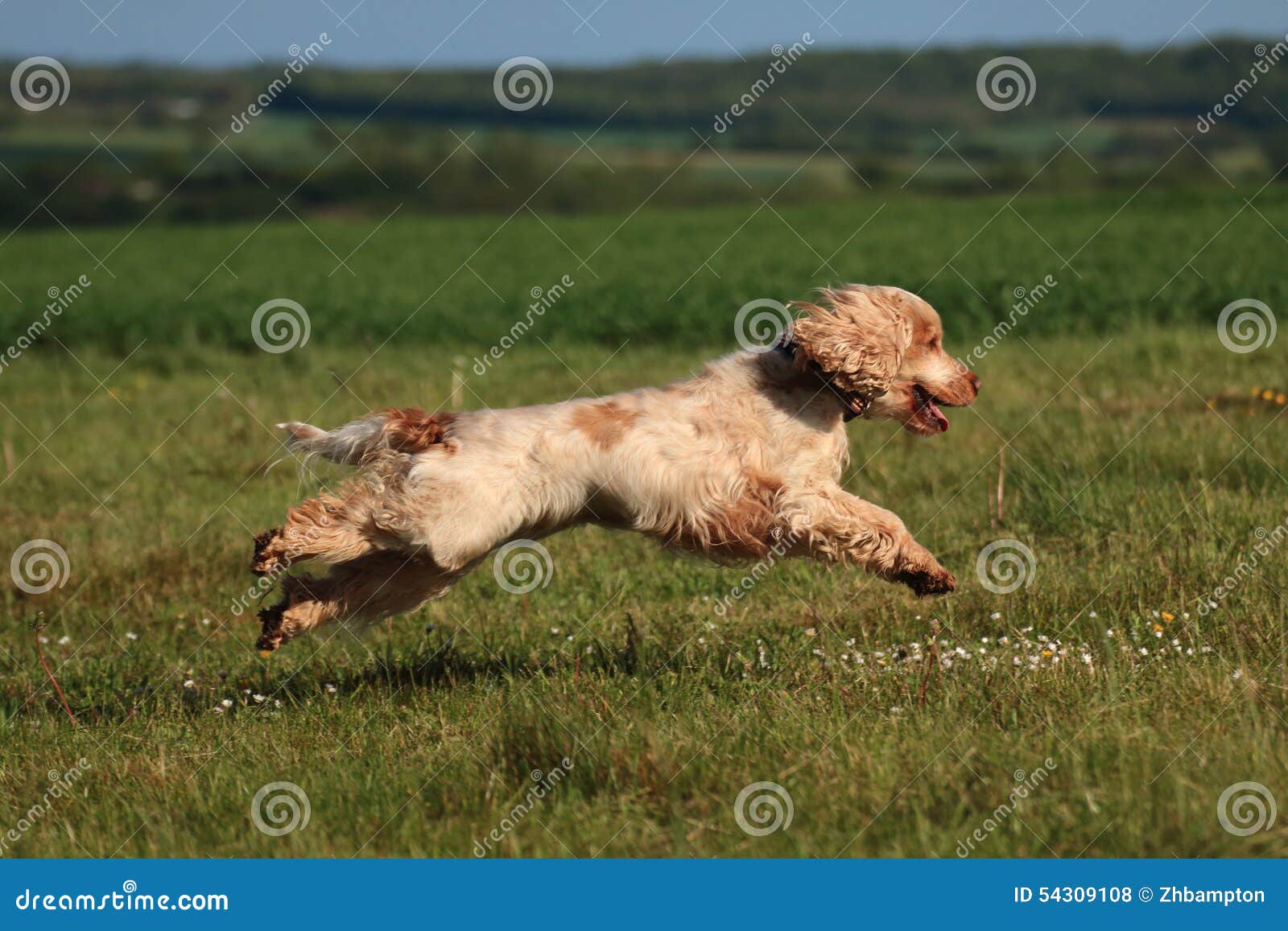 red roan cocker spaniel