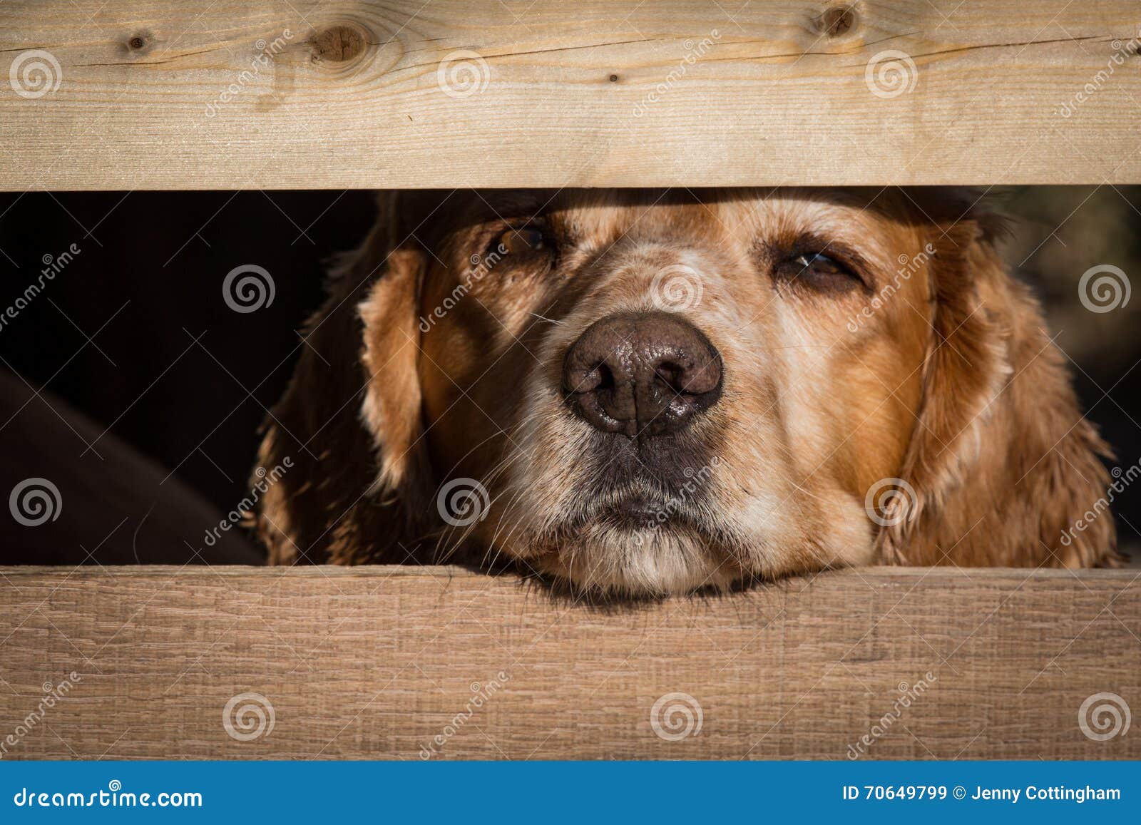 Cocker Spaniel Looks through Fence Post with Wet Nose Stock Image