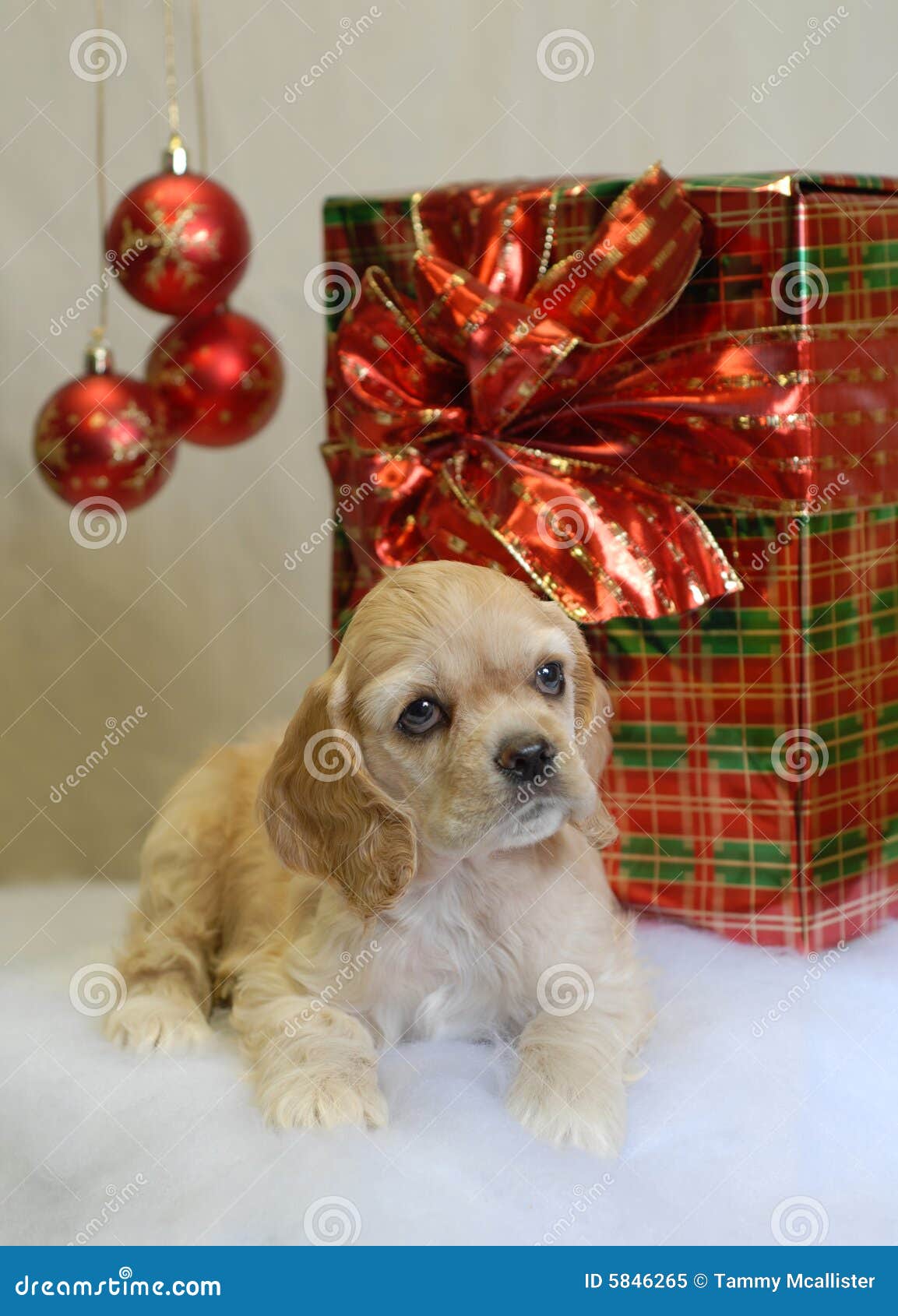 cocker spaniel presents