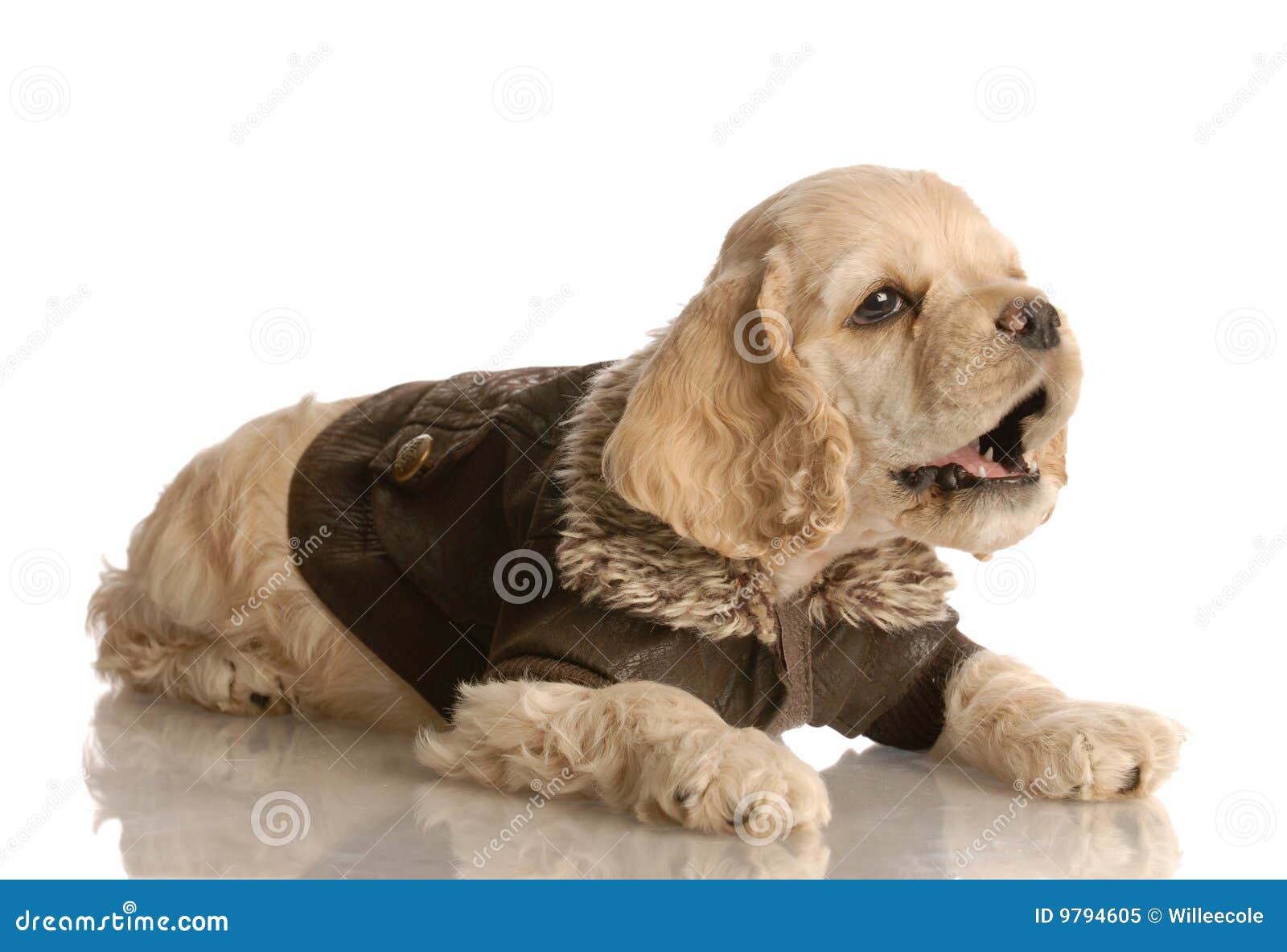 Cocker spaniel puppy stock image. Image of expression 9794605