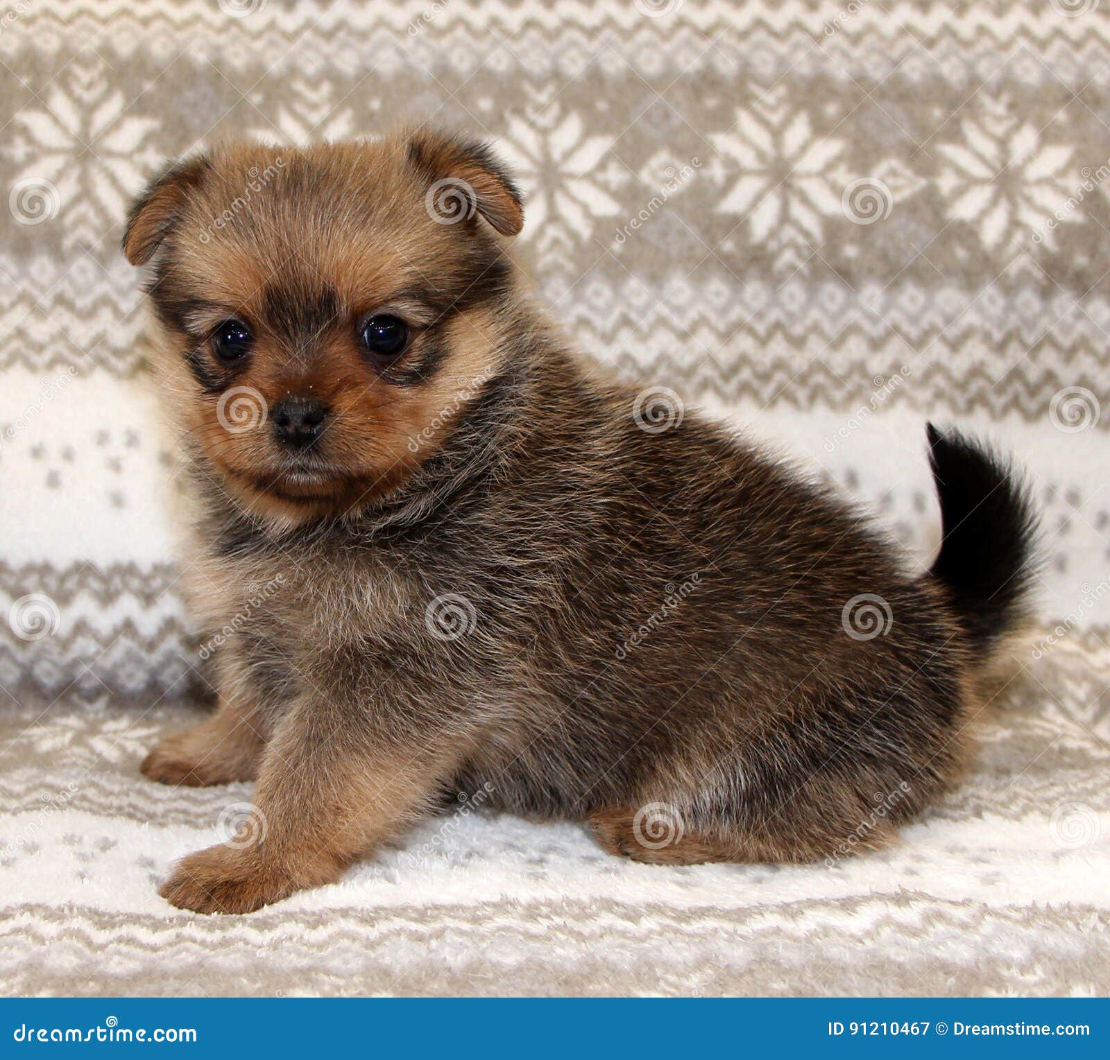 working cocker spaniel puppies yorkshire