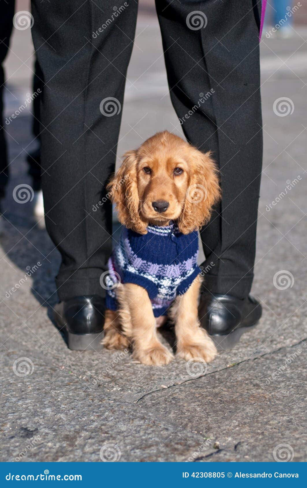 cocker spaniel baby clothes