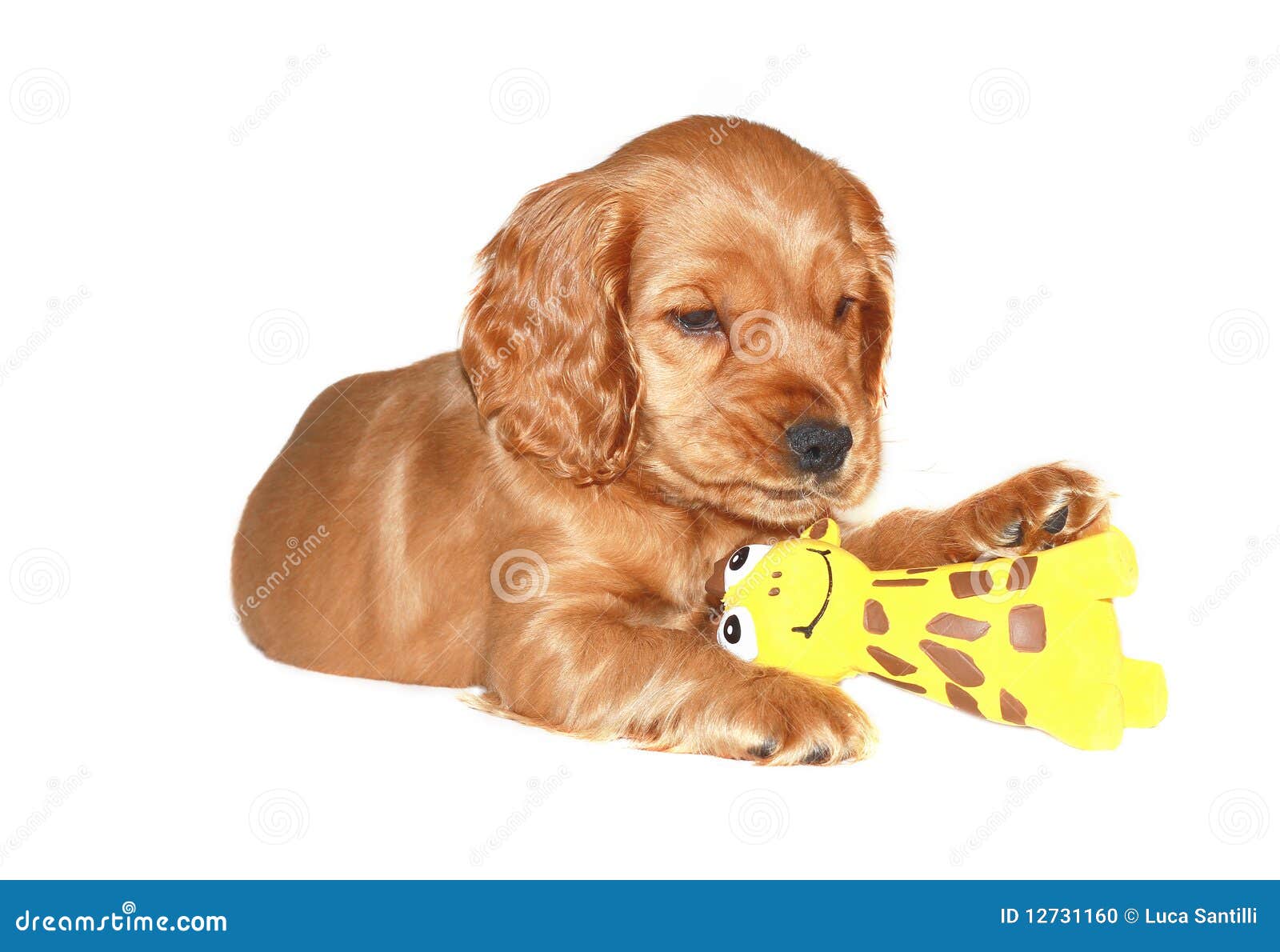Cocker Spaniel Puppy with Toys Stock Photo Image of eyes, animal