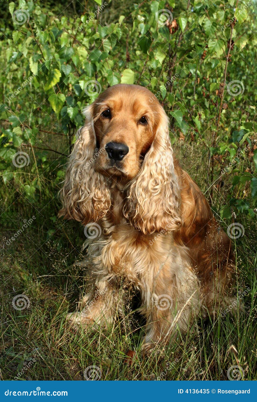 Cocker Spaniel Sitting Outside Stock Image Image of spaniel, sitting 4136435