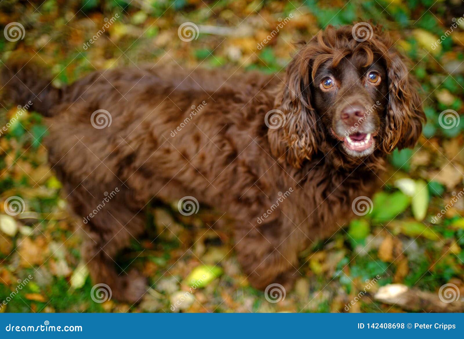 hairy cocker spaniel