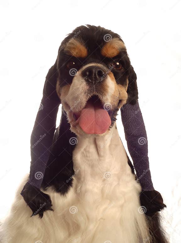 Cocker Spaniel with Wrapped Ears Stock Photo Image of beautiful