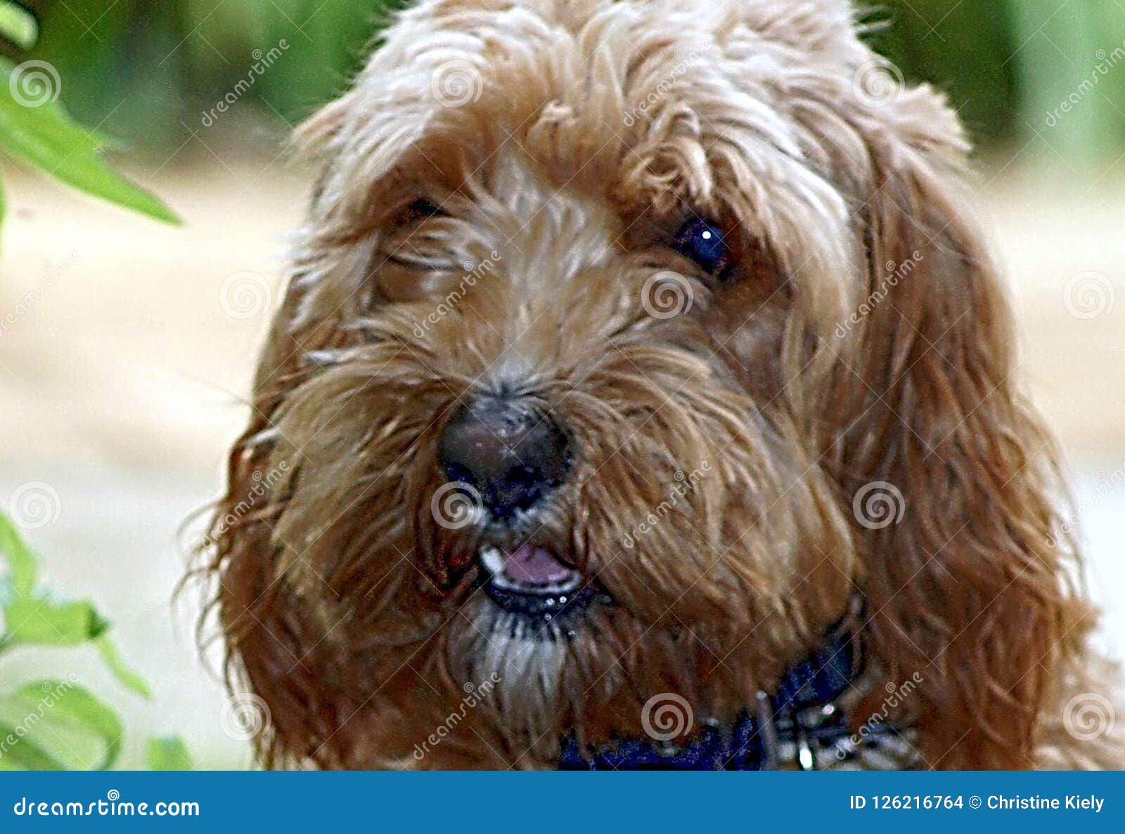 Brown Cocker Spaniel Dog stock photo. Image of great 126216764