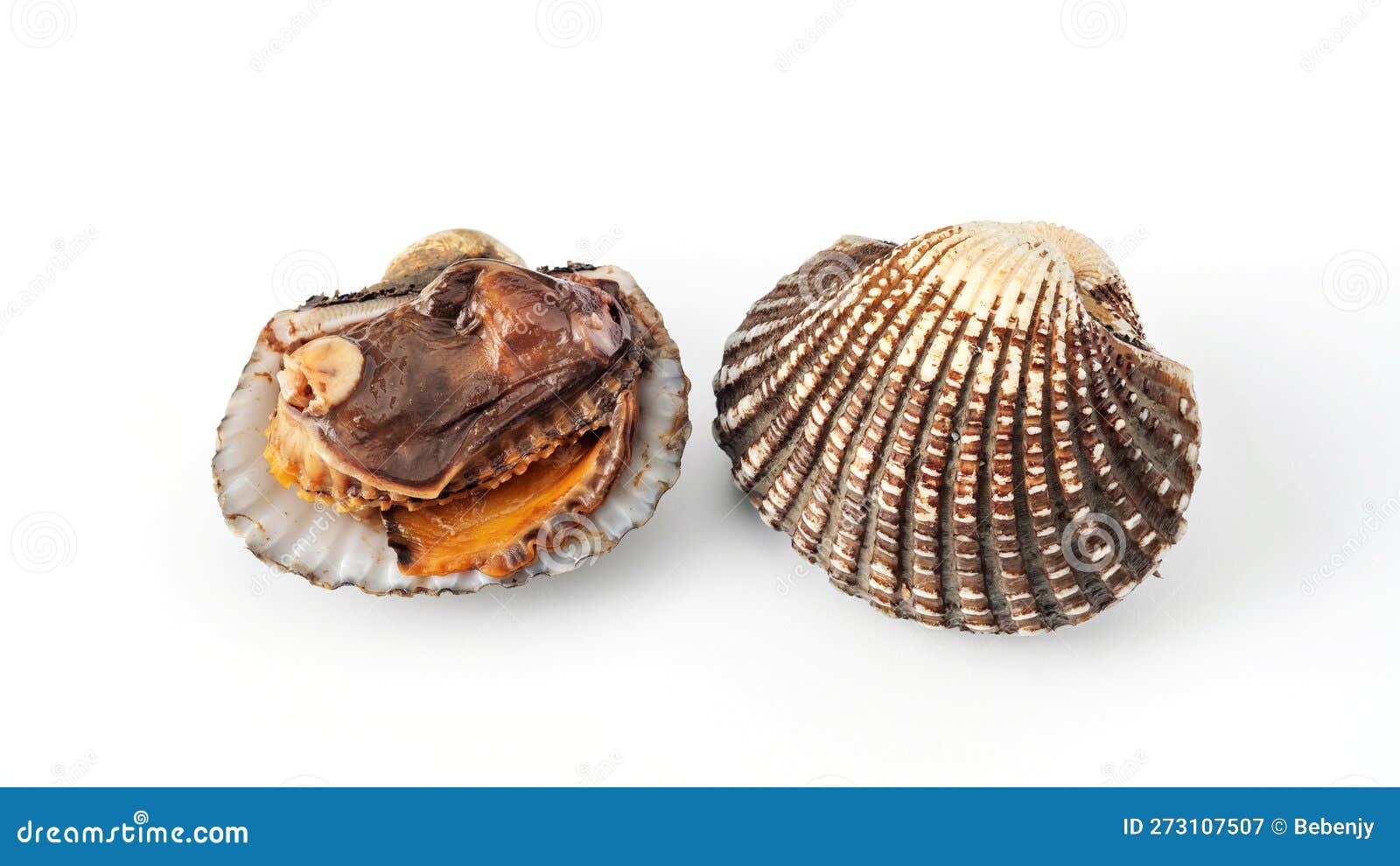 Cockle Shells in a White Background Stock Image Image of shells