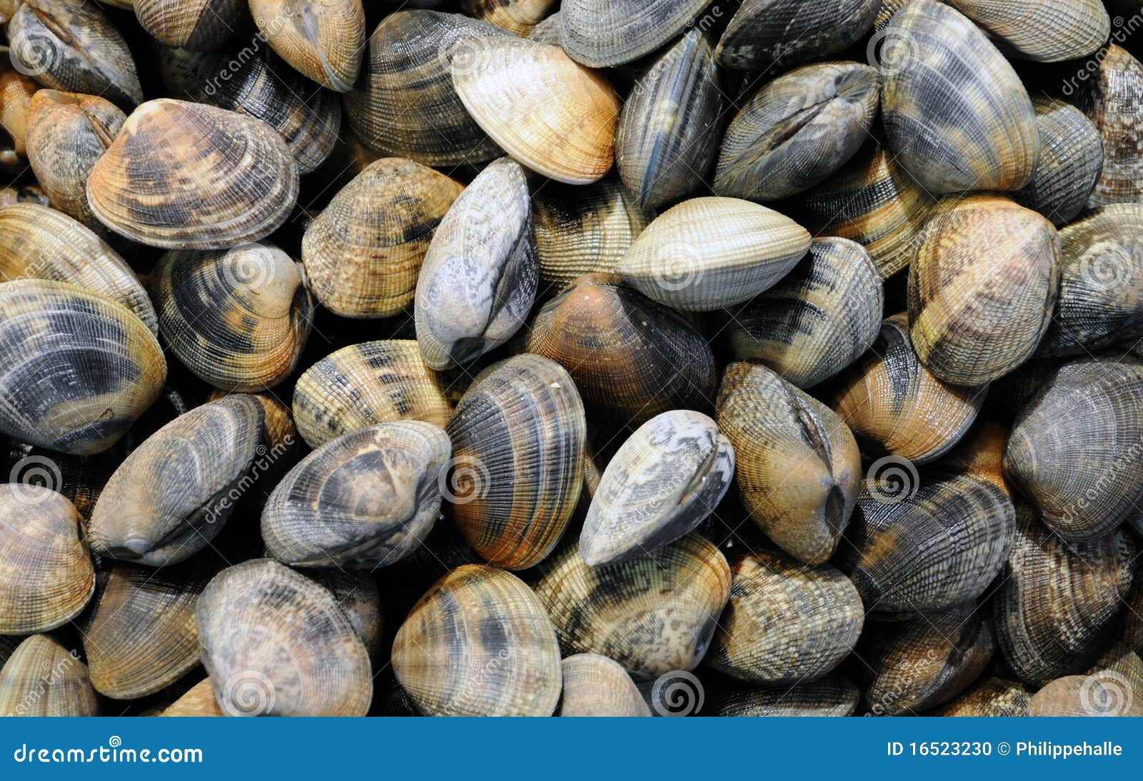 Cockles stock photo. Image of fresh, fish, health, cockles 16523230